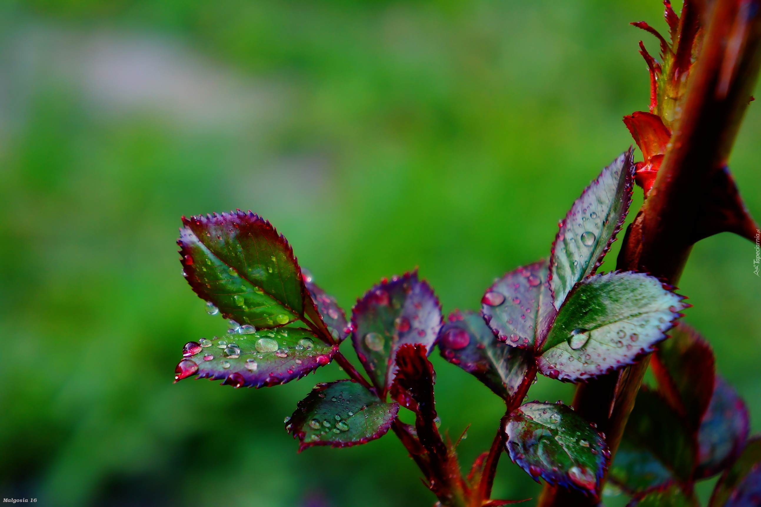 Młode, Listki, Krople, Rosa