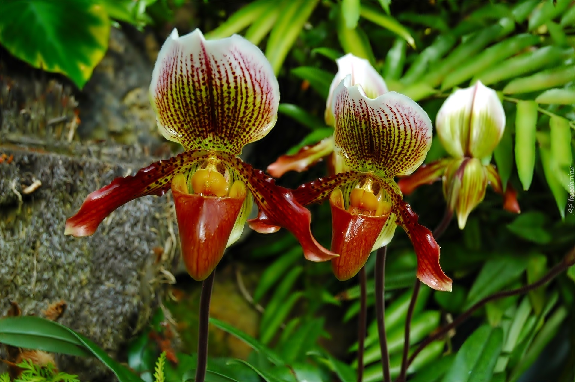 Kwiaty, Orchidee, Makro