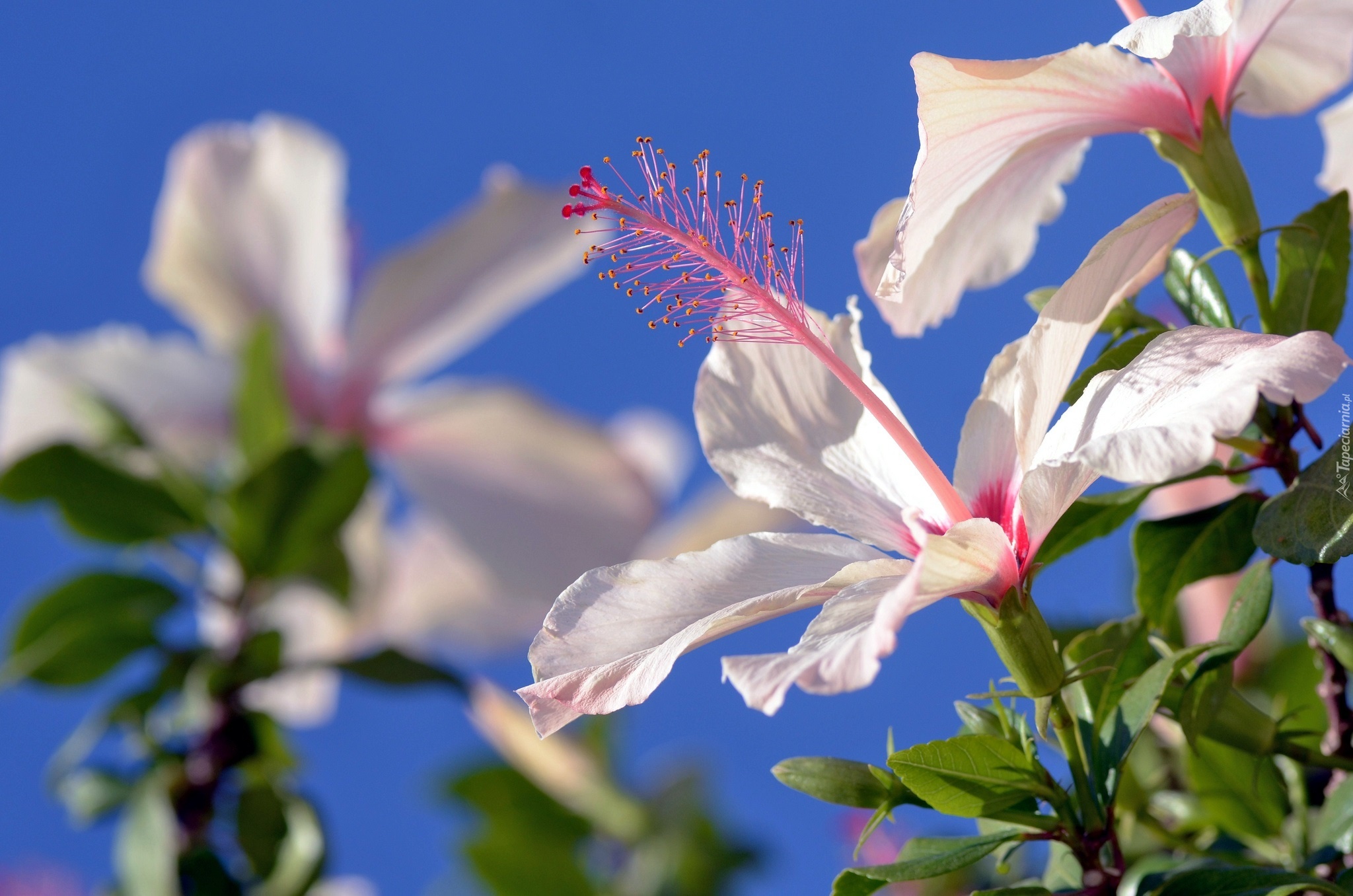 Kwiat, Biały Hibiskus, Niebo, Lato