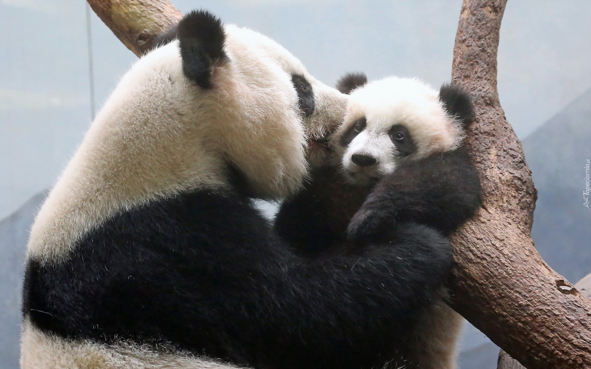 Mama, Panda, Młode, Drzewo
