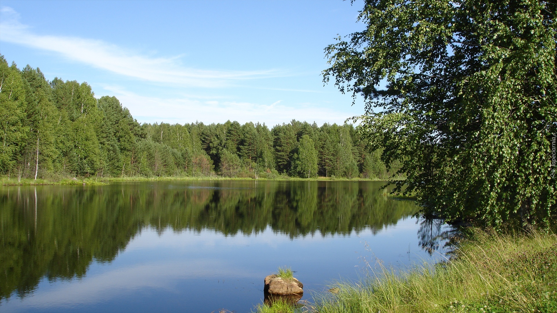 Brzeg,Woda,Trawa,Liść