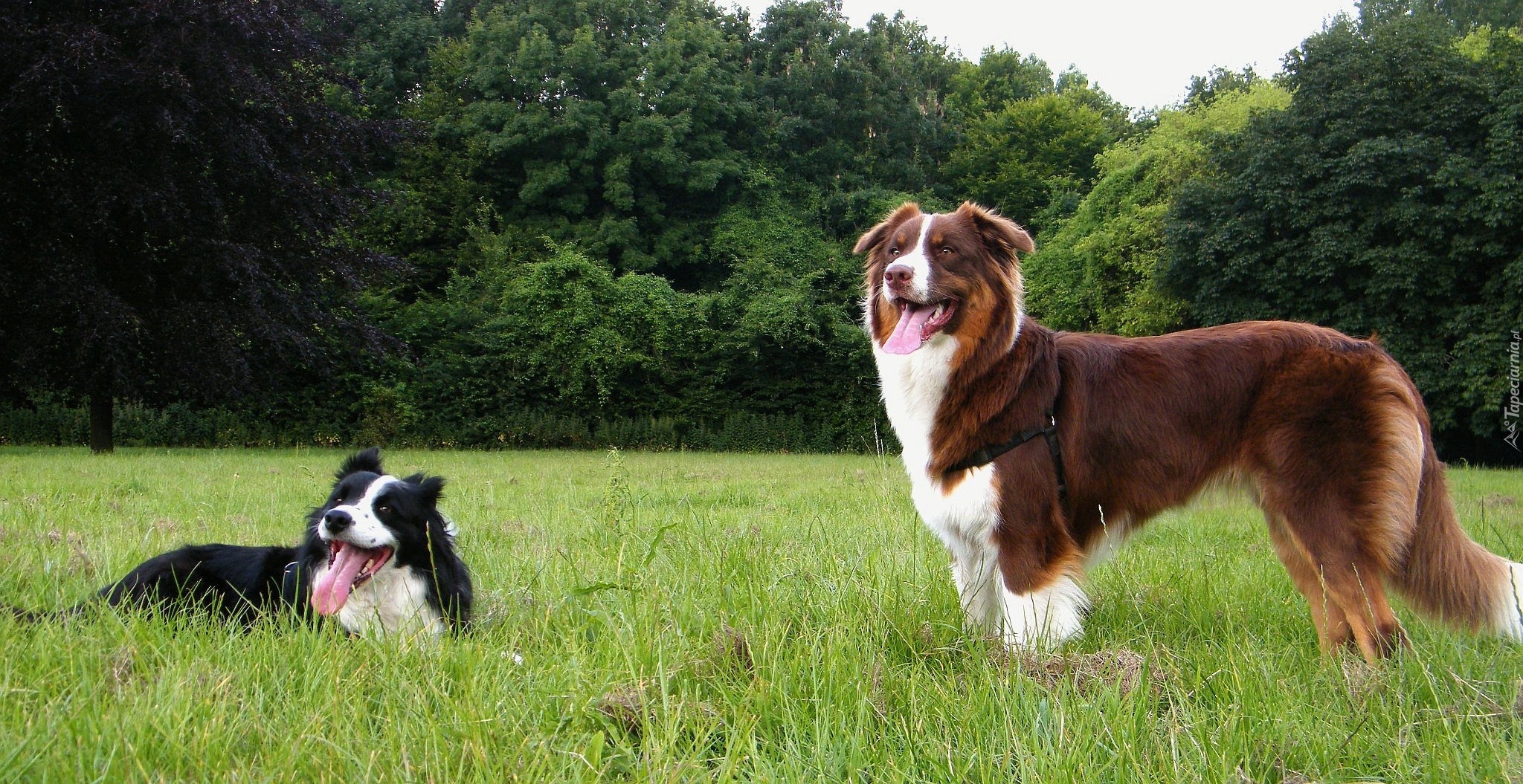 Border Collie