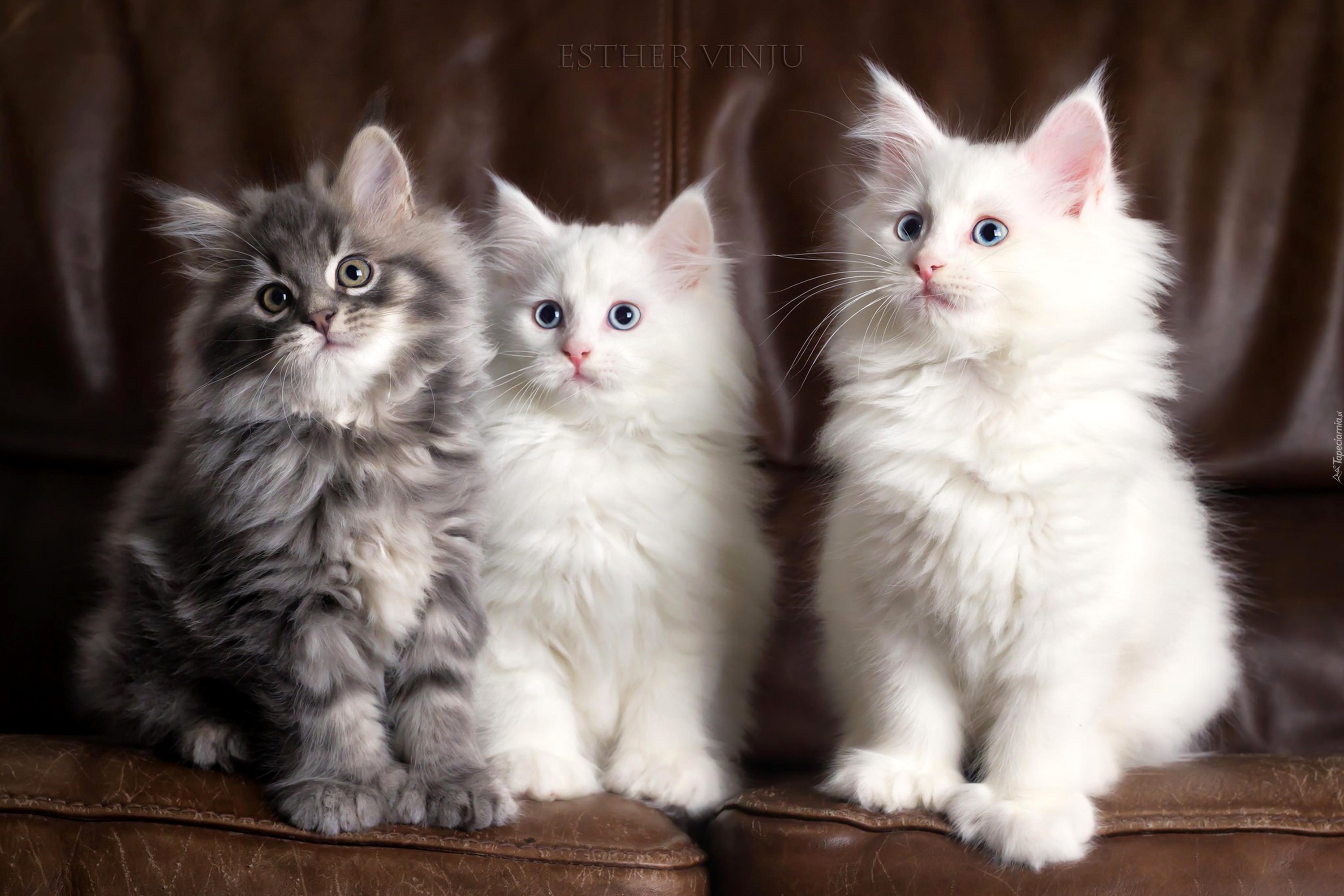 Trzy, Rasowe, Kotki, Maine coon