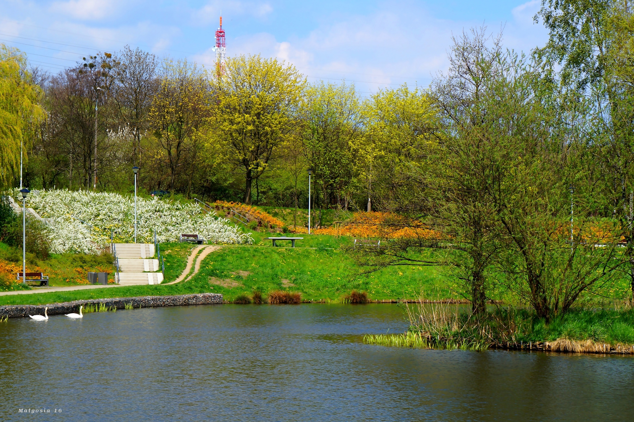 Jeziorko, Woda, Łabędzie, Zieleń, Drzewa