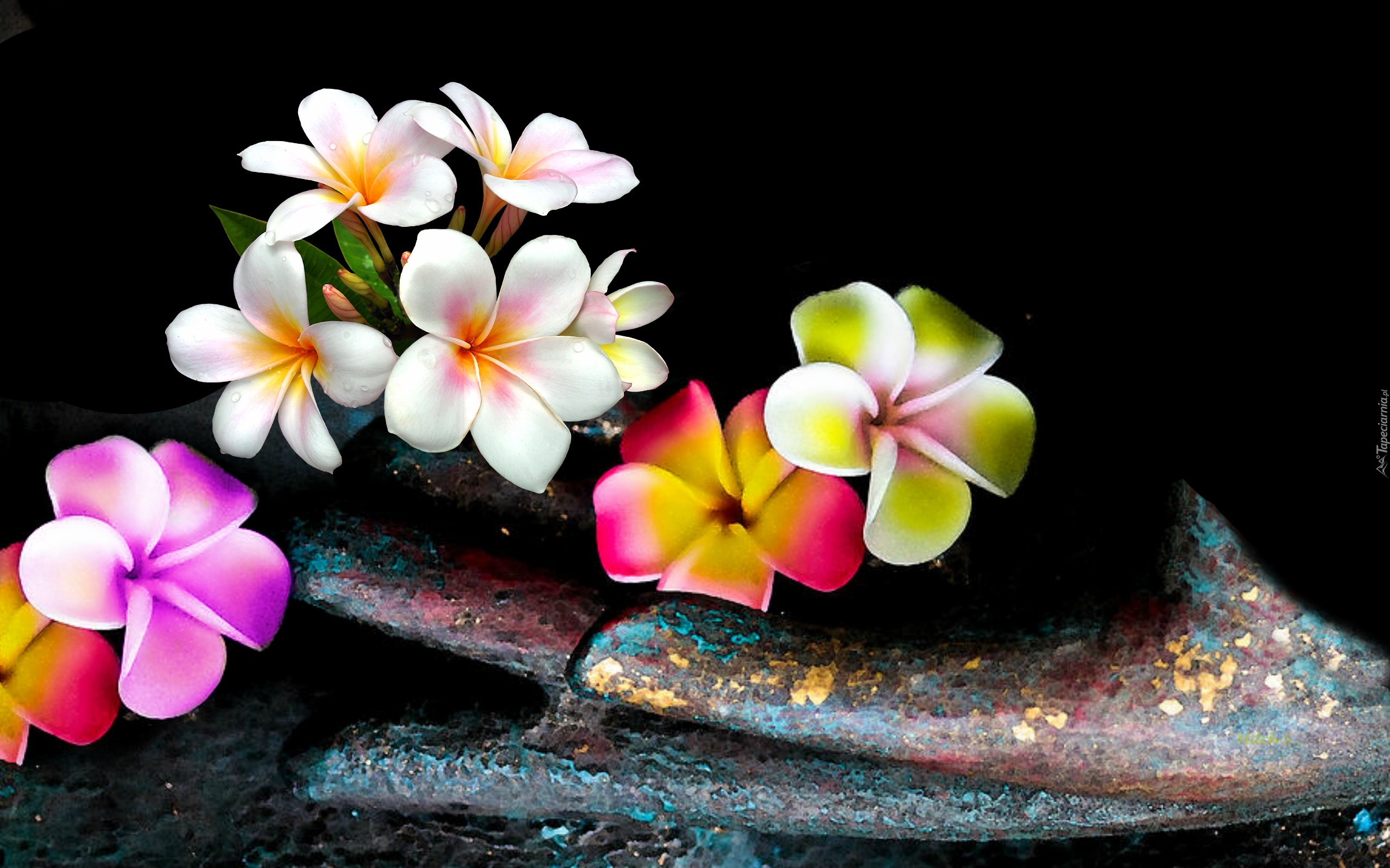 Kwiaty, Plumeria, Łopatka