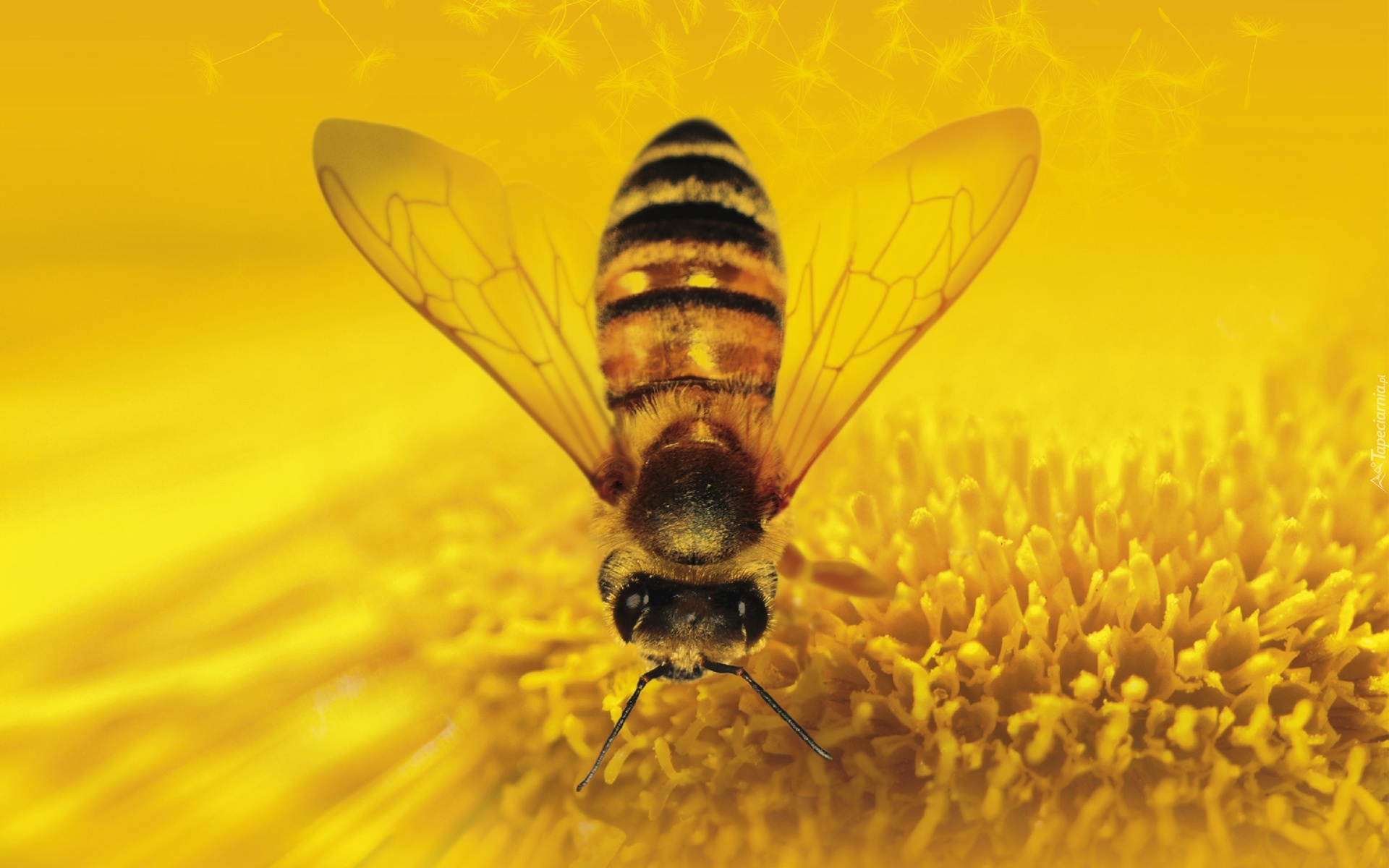 Pszczoła, Owad, Makro