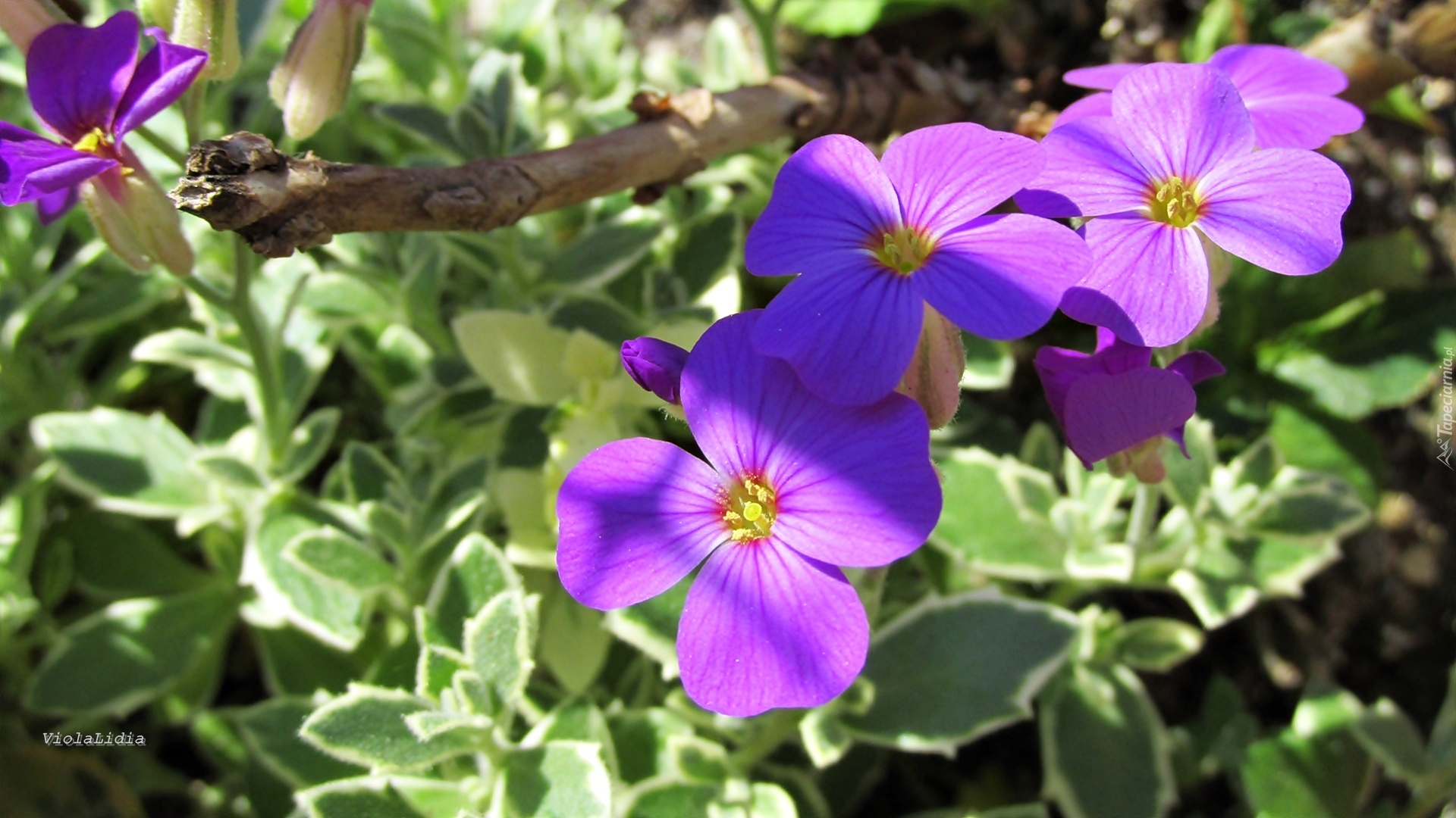 Fioletowe, Kwiatki, Lobelia