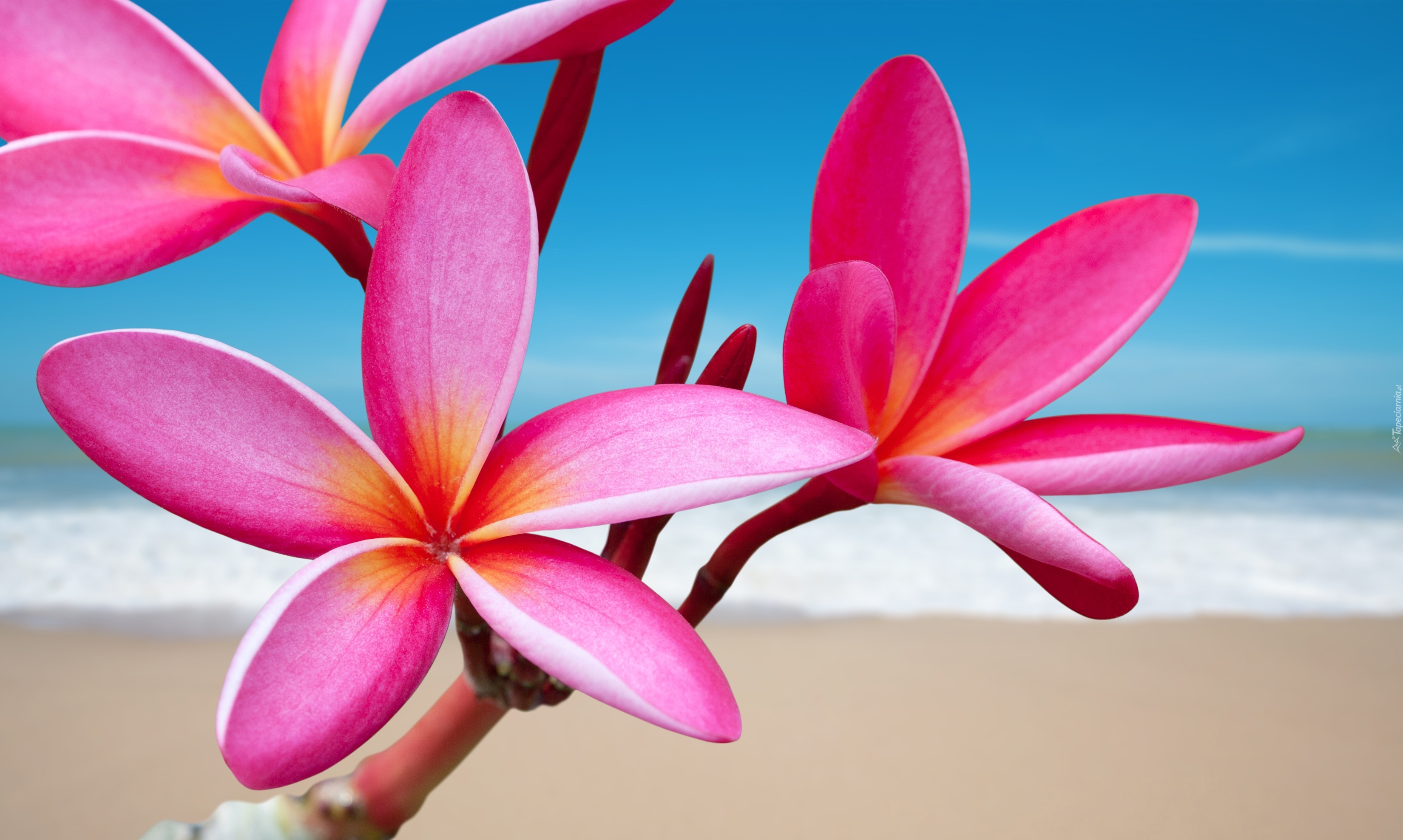 Kwiaty, Plumeria, Rózowa, Plaża, Morze