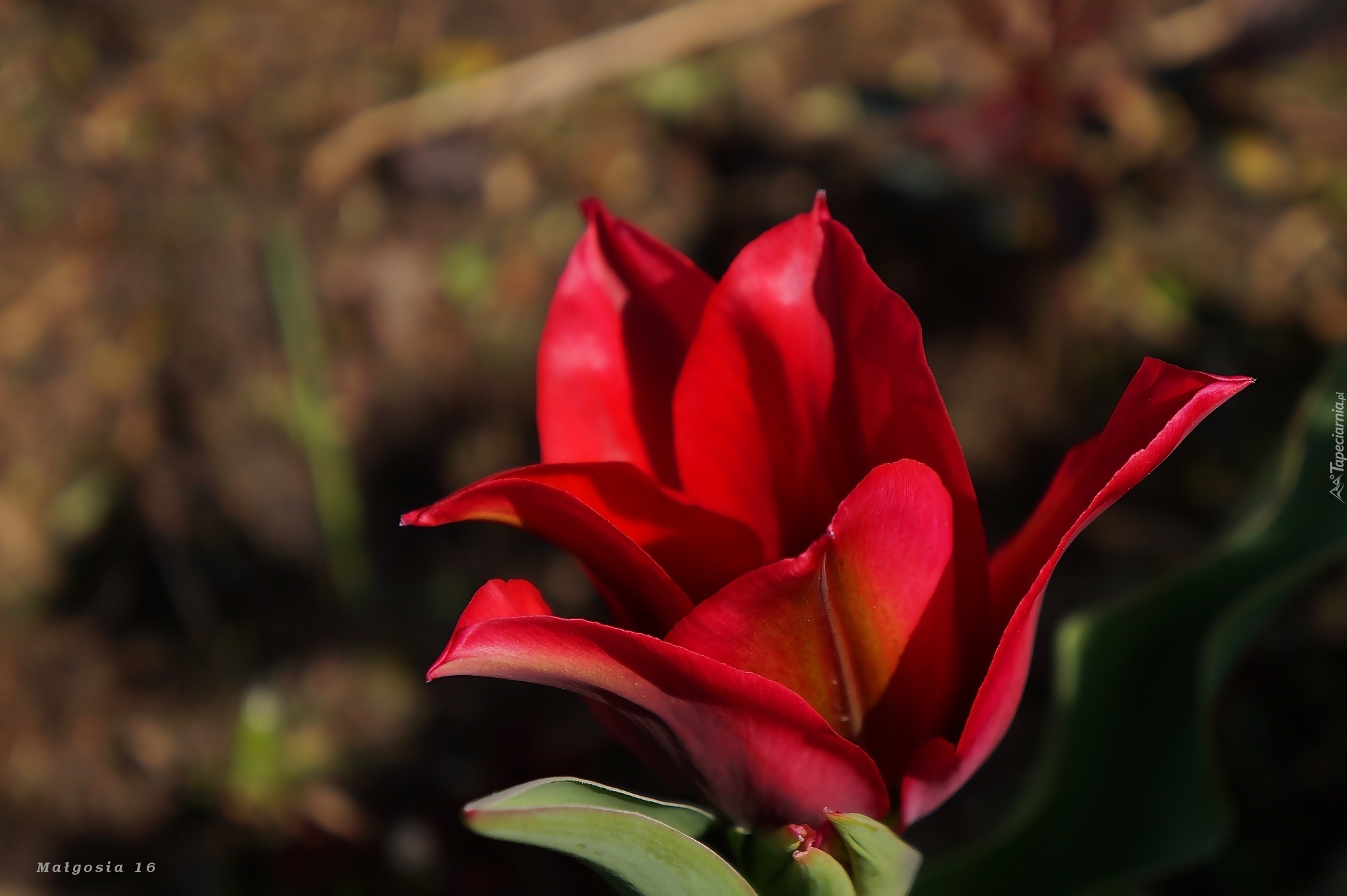 Kwiat, Tulipan, Czerwony, Kwitnący, Płatki