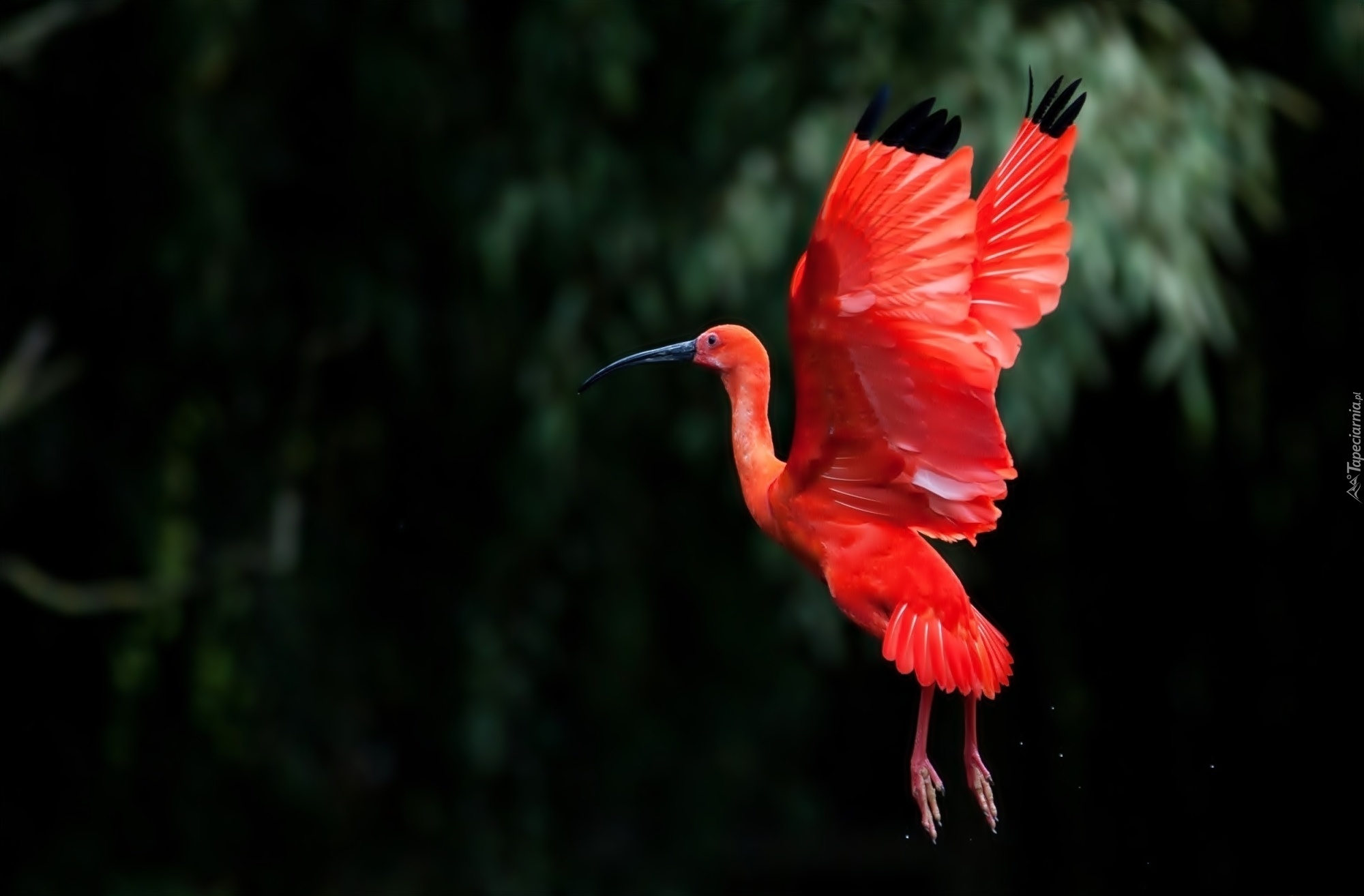 Ibis