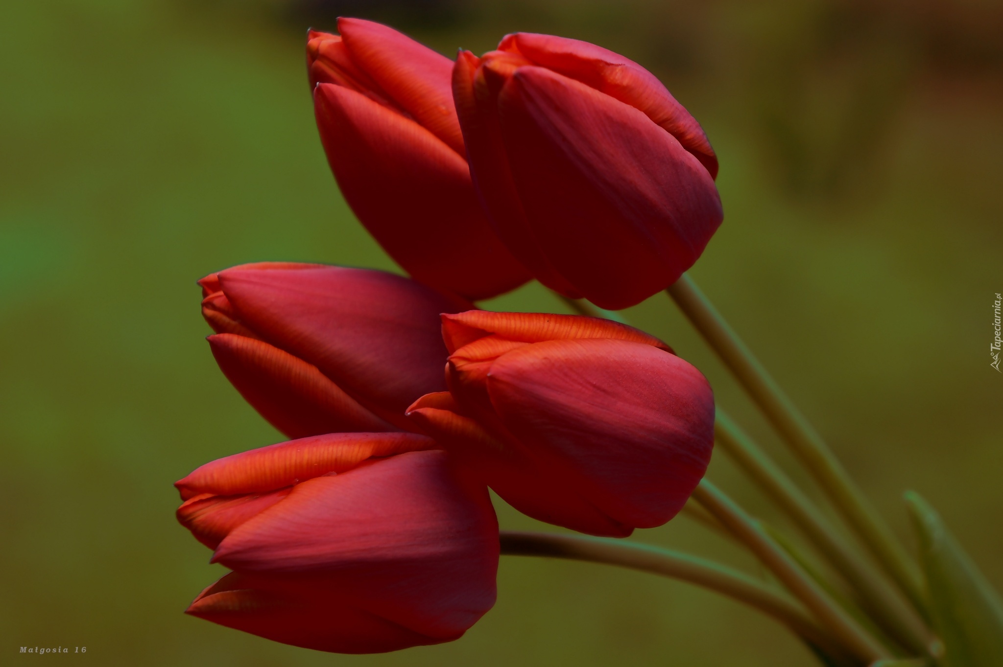 Tulipany, Czerwone, Bukiet