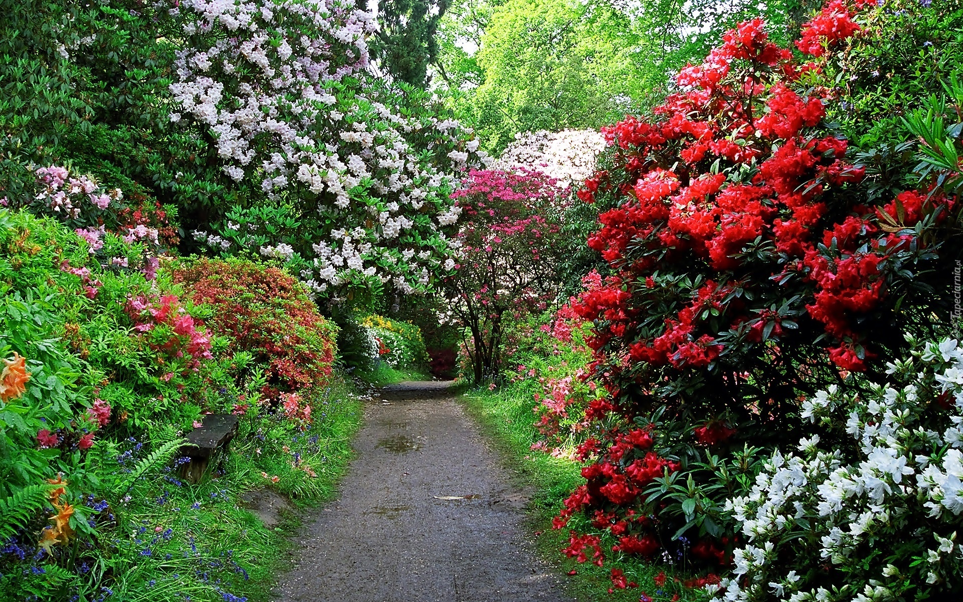 Wiosna, Park, Aleja, Rododendrony