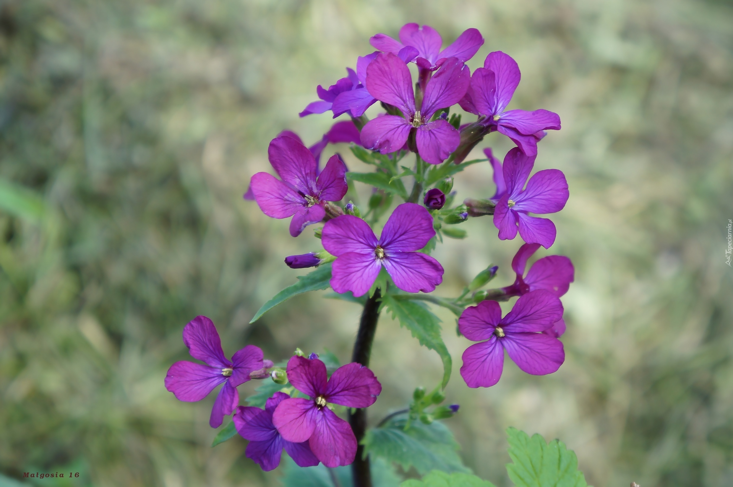 Kwiaty, Lunaria