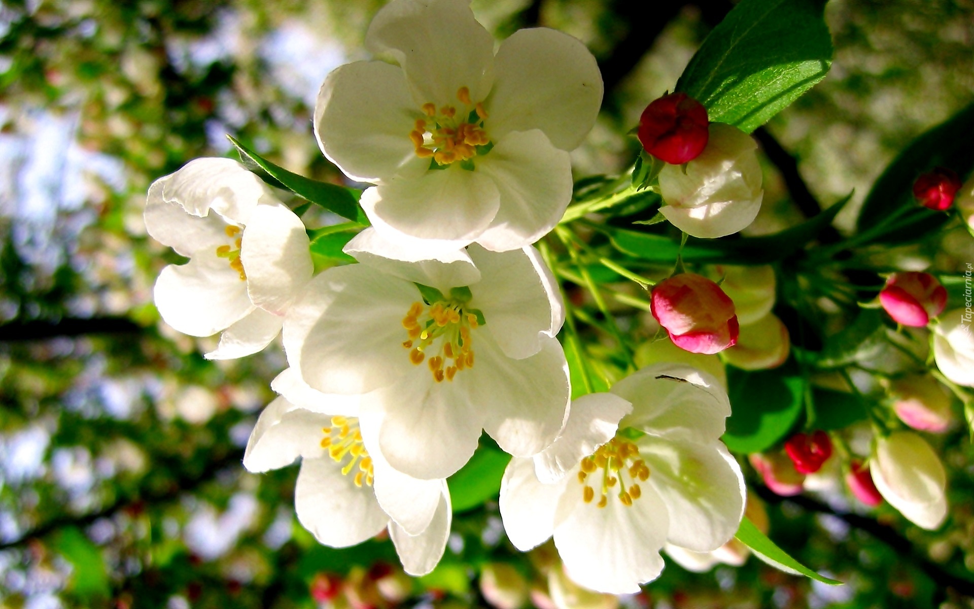 Wiosna, Kwiaty, Drzewo Owocowe, Jabłoń
