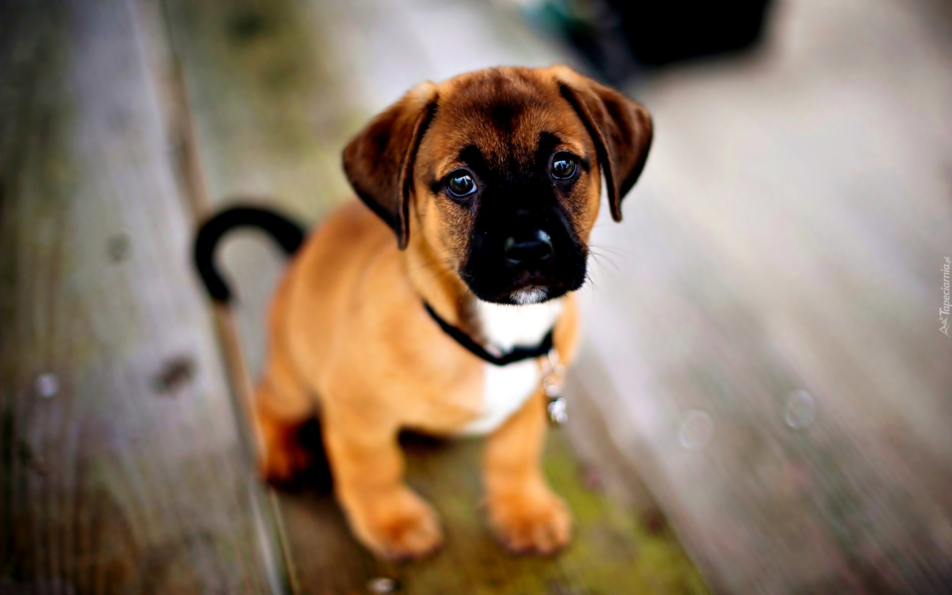 Szczeniak, Staffordshire Bull Terrier