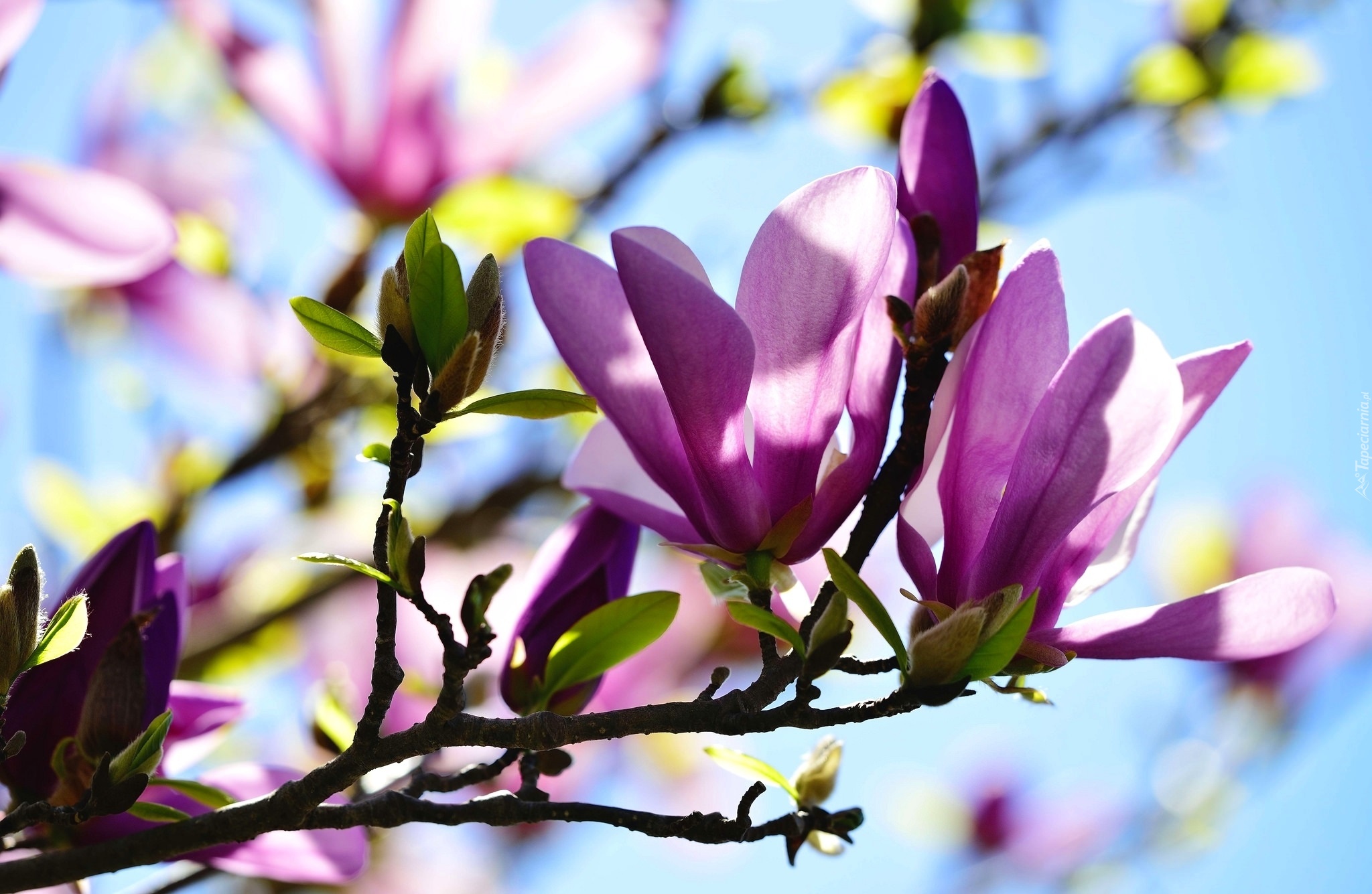 Magnolia, Światło, Krzew, Wiosna