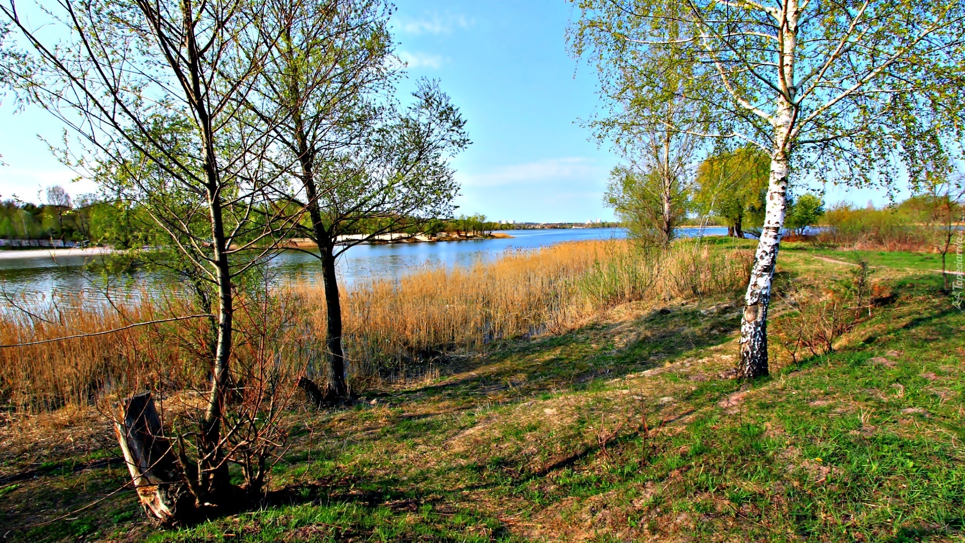 Rzeka, Drzewa, Trawy