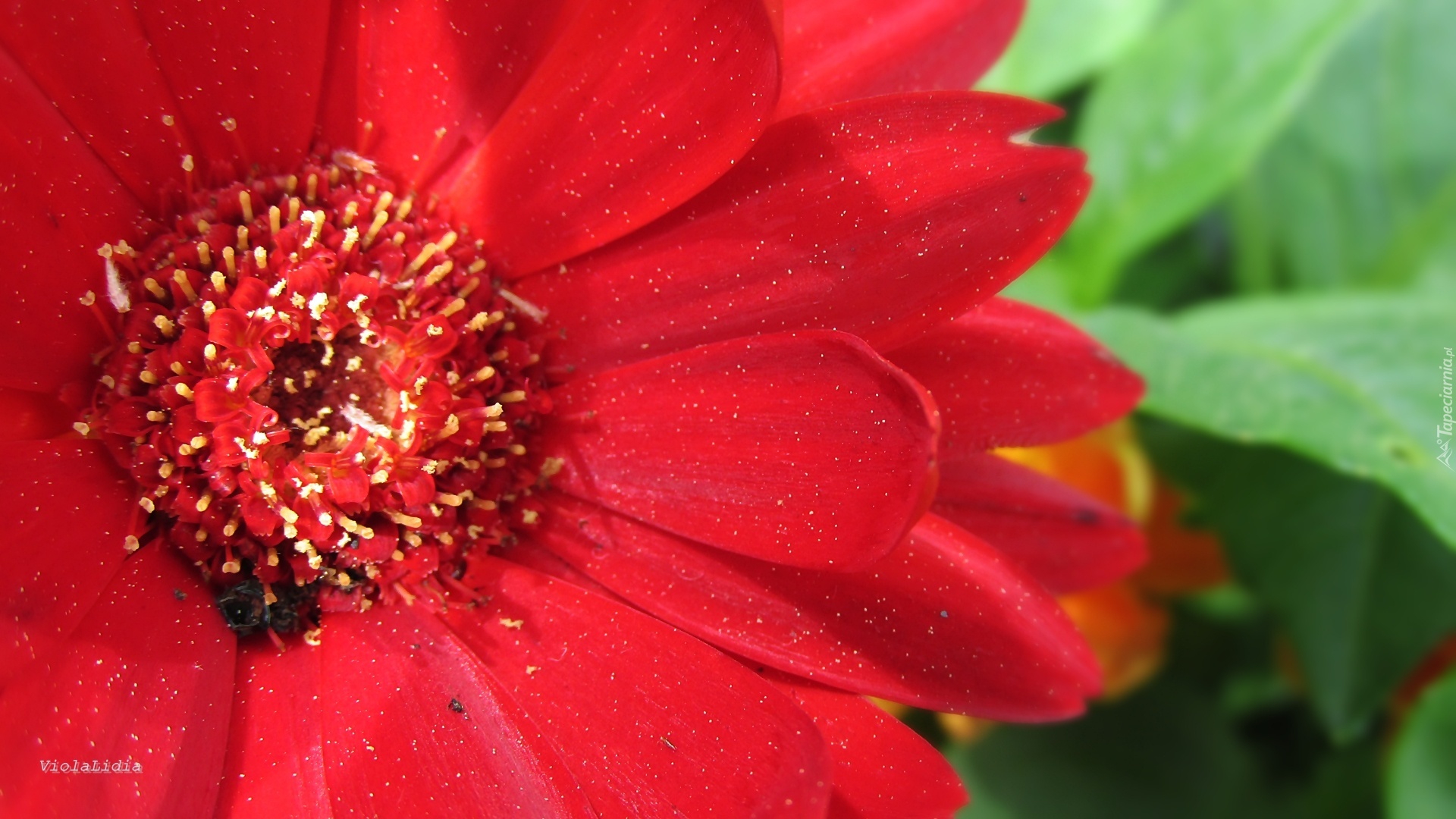 Czerwona, Gerbera