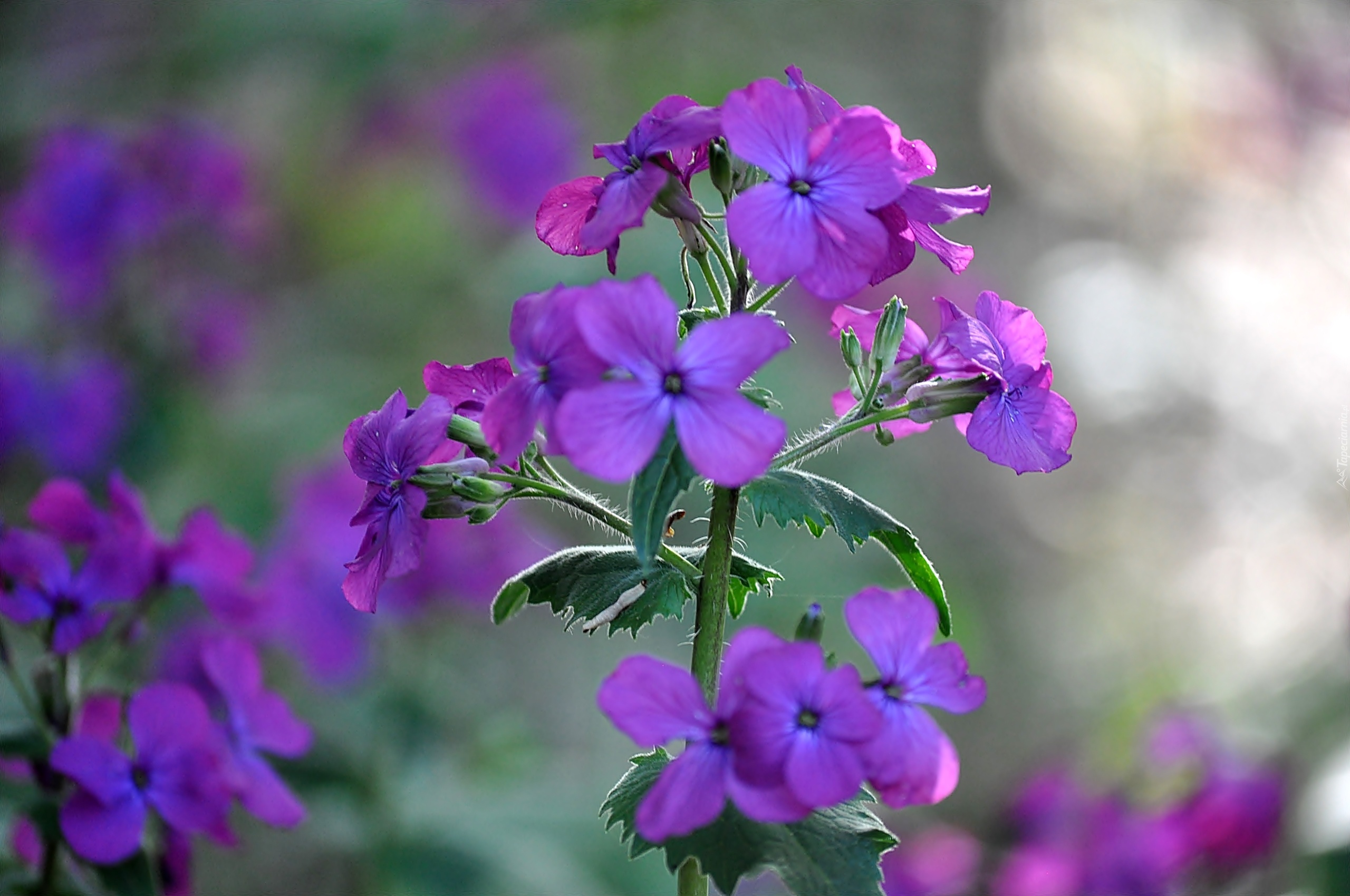 Fioletowe, Kwiaty, Lunaria