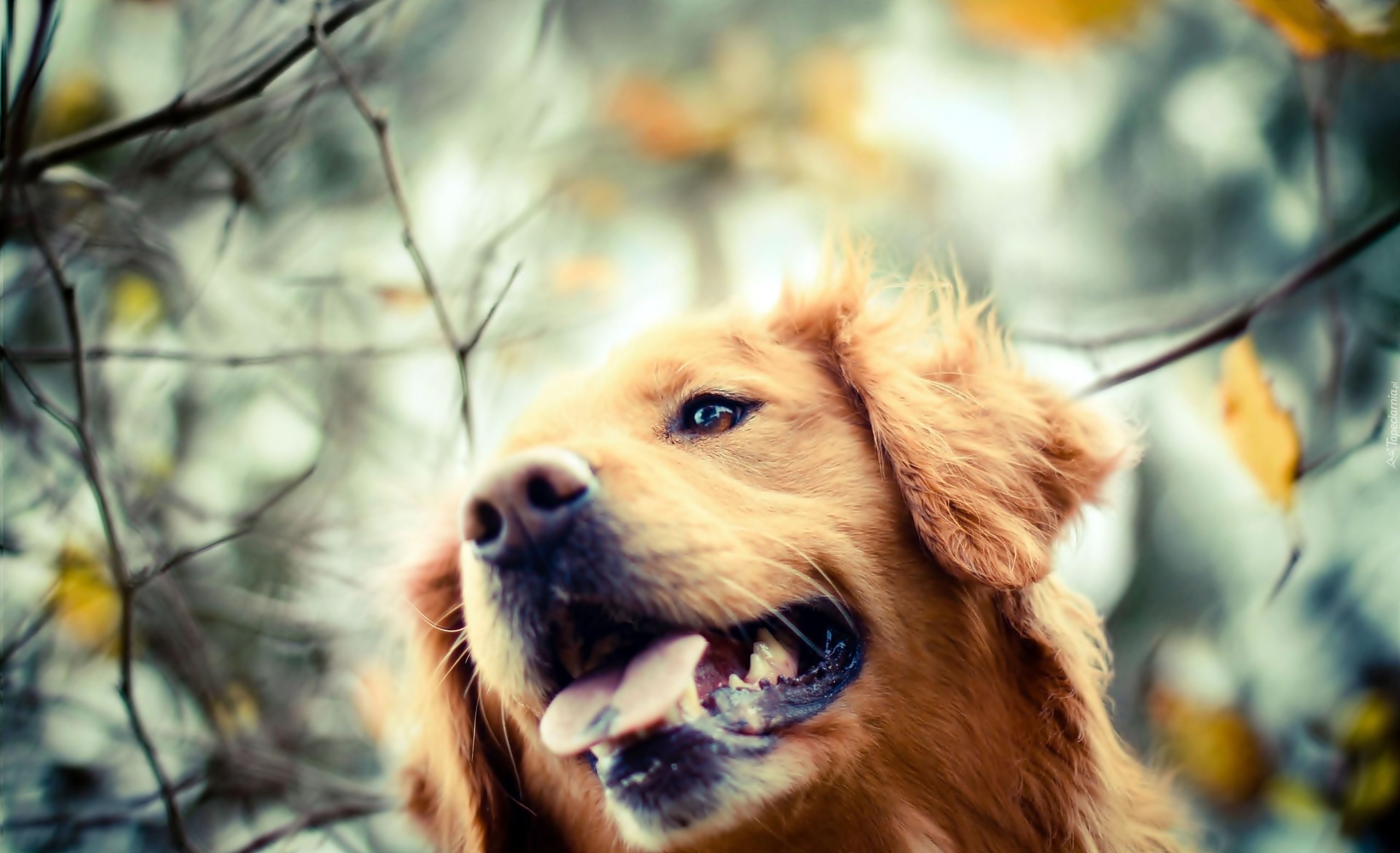 Pies, Golden Retriever