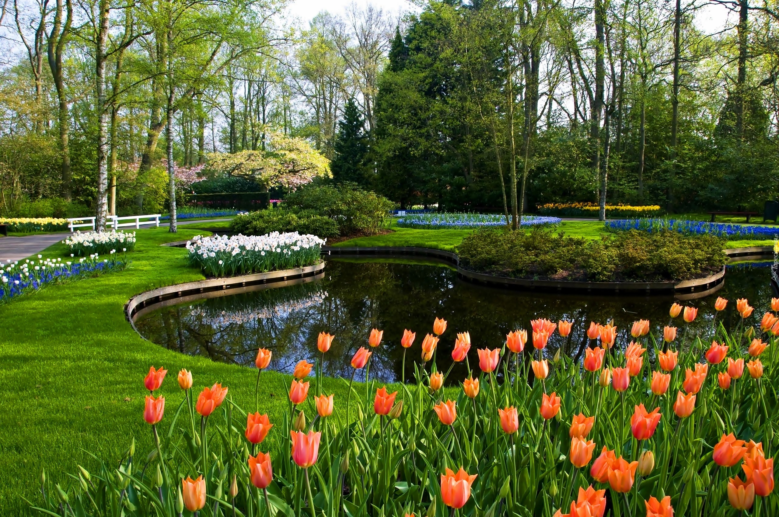 Park, Keukenhof, Staw, Tulipany