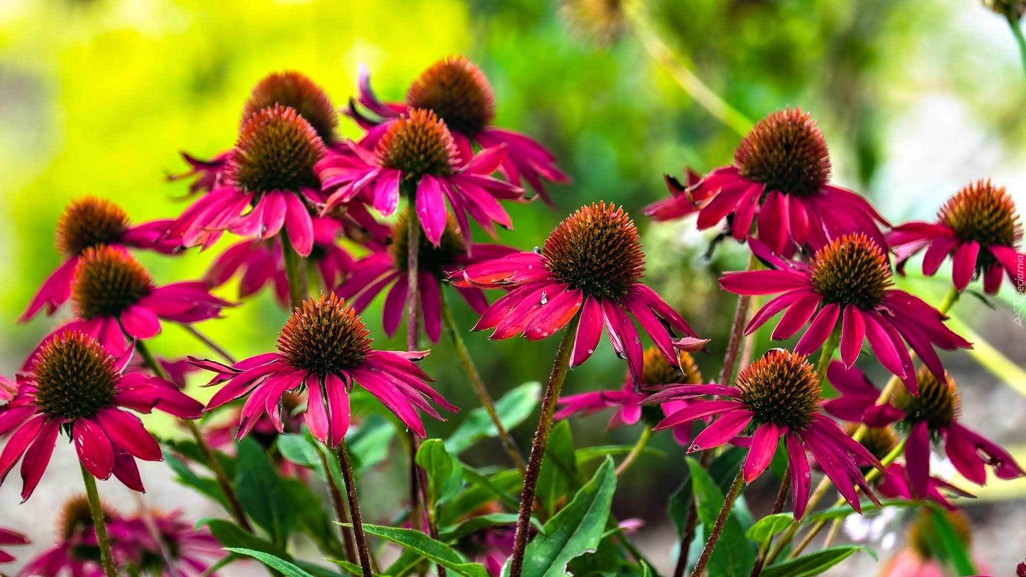 Czerwone, Kwiaty,  Echinacea, Jeżówka