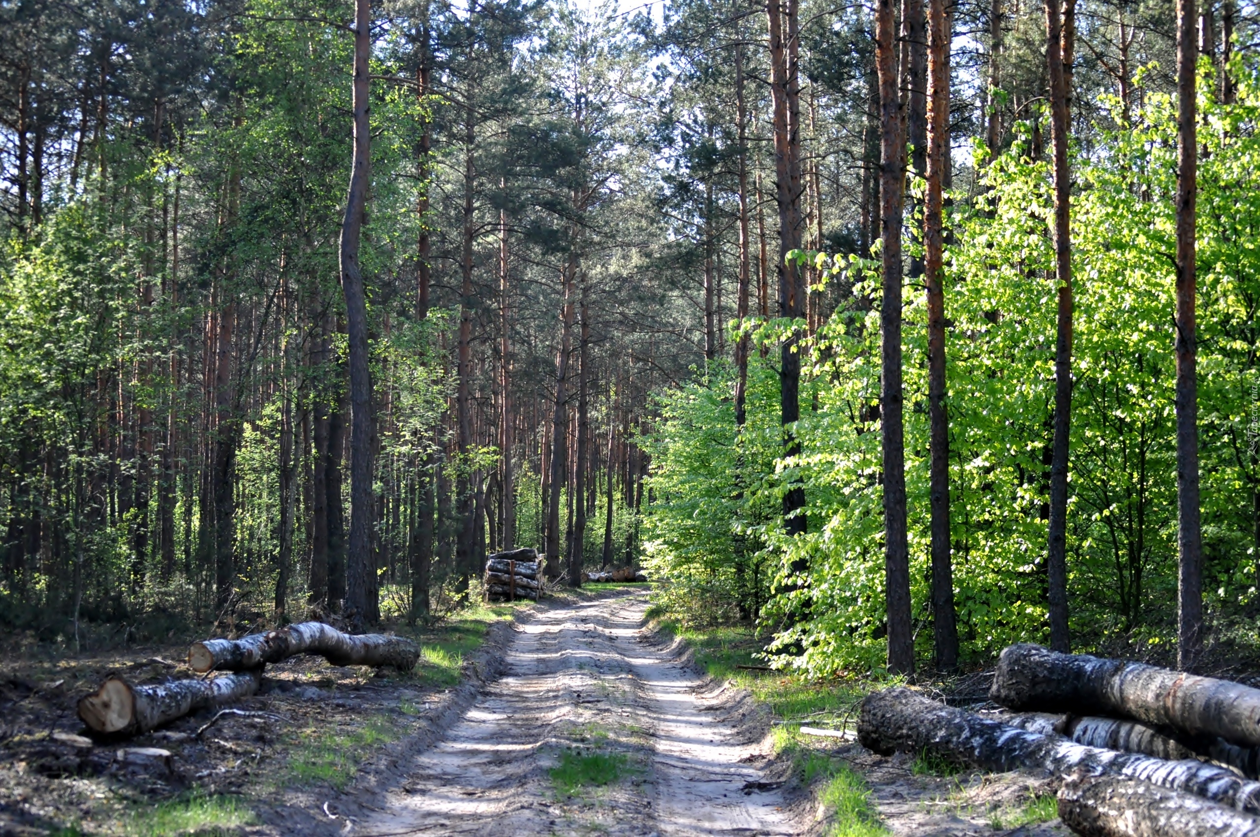 Las, Droga, Kłody, Drzewa