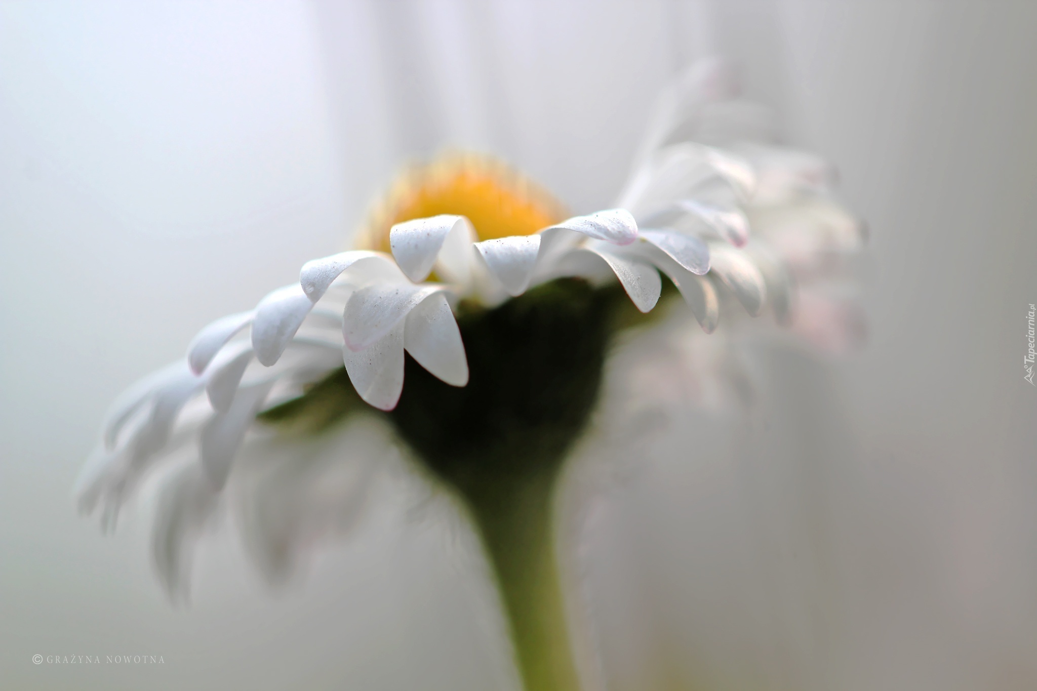 Stokrotka, Biały, Kwiat
