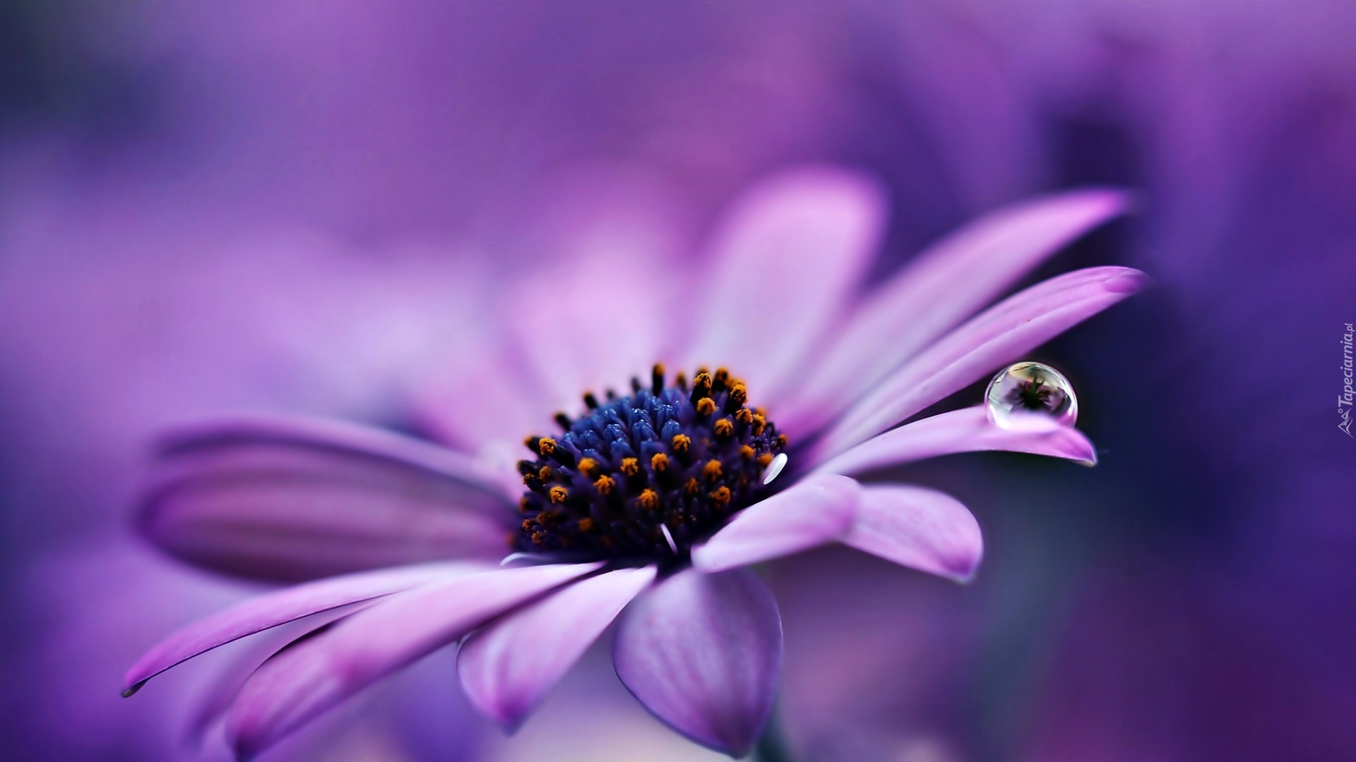 Fioletowa, Gerbera, Kropla