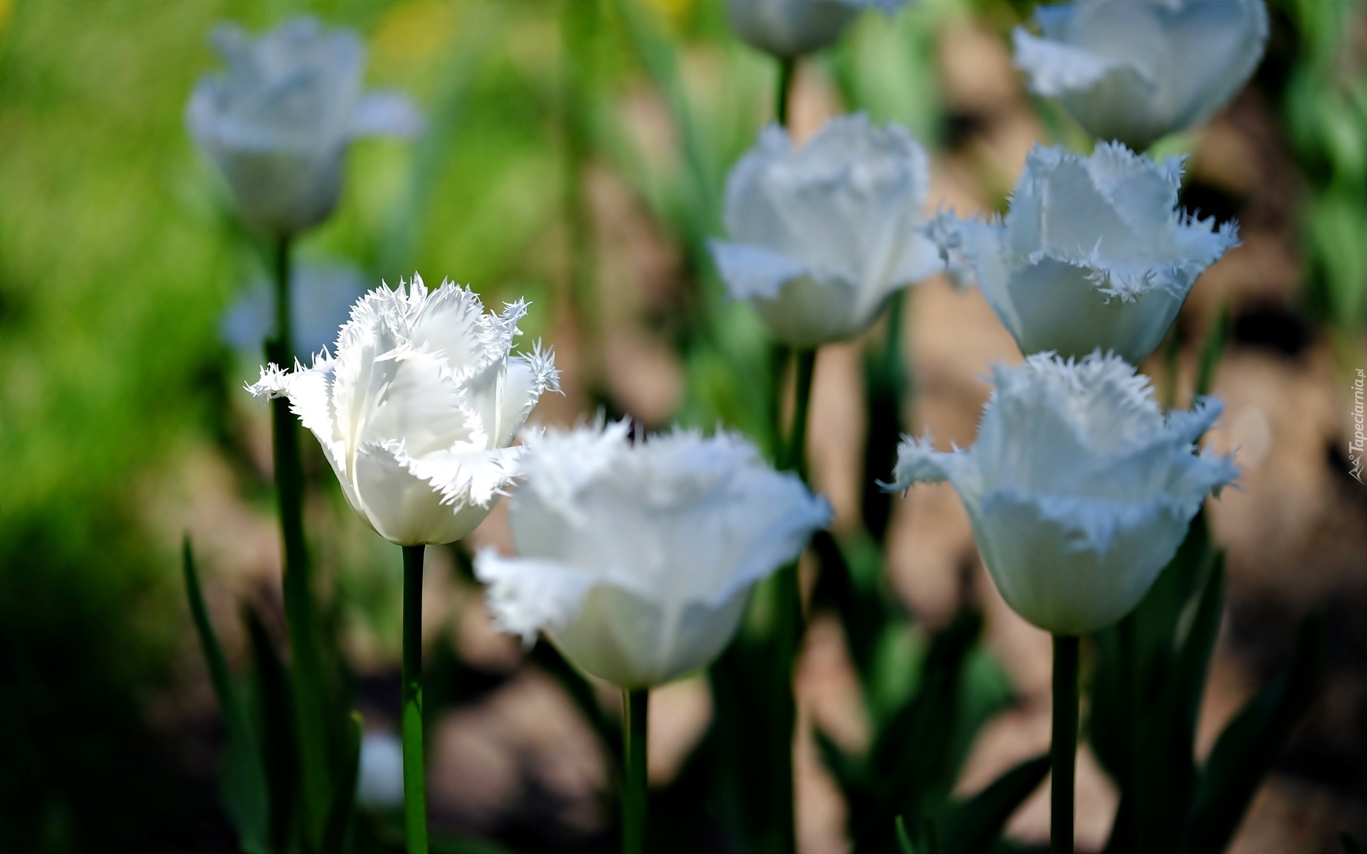 Białe, Tulipany