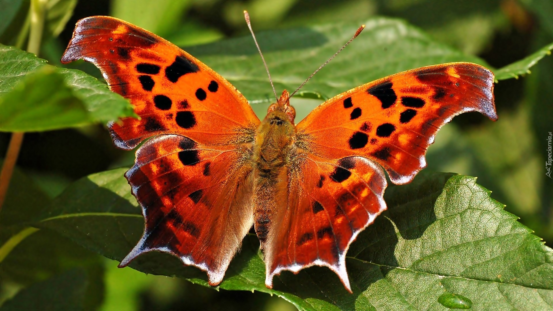 Motyl, Listki