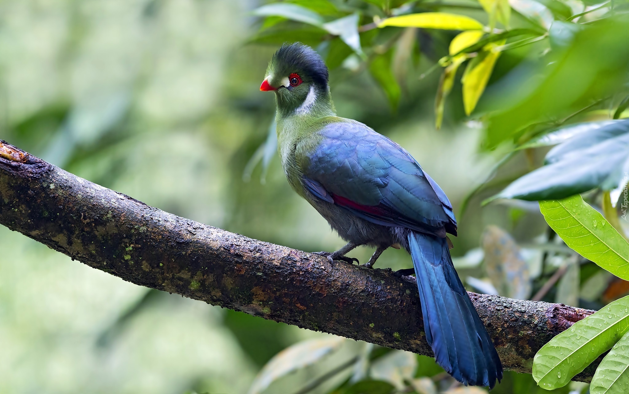 Turaco, Ptak, Gałąz, Liście