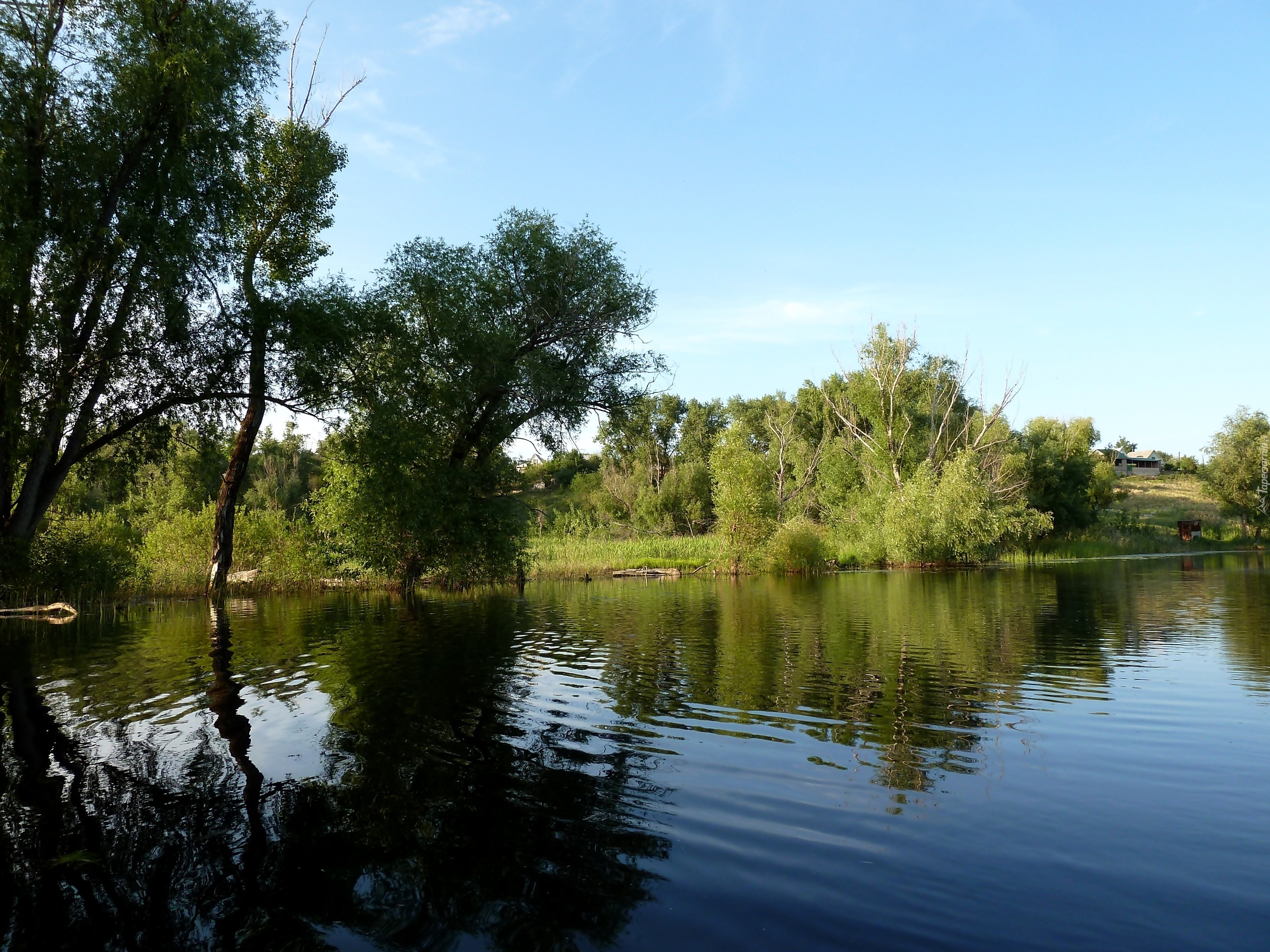 Rzeka, Drzewa