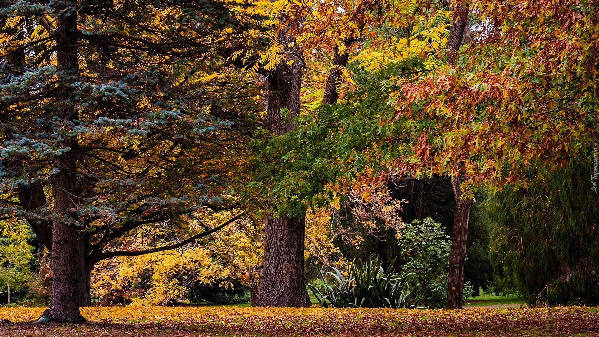 Park, Jesień, Drzewa