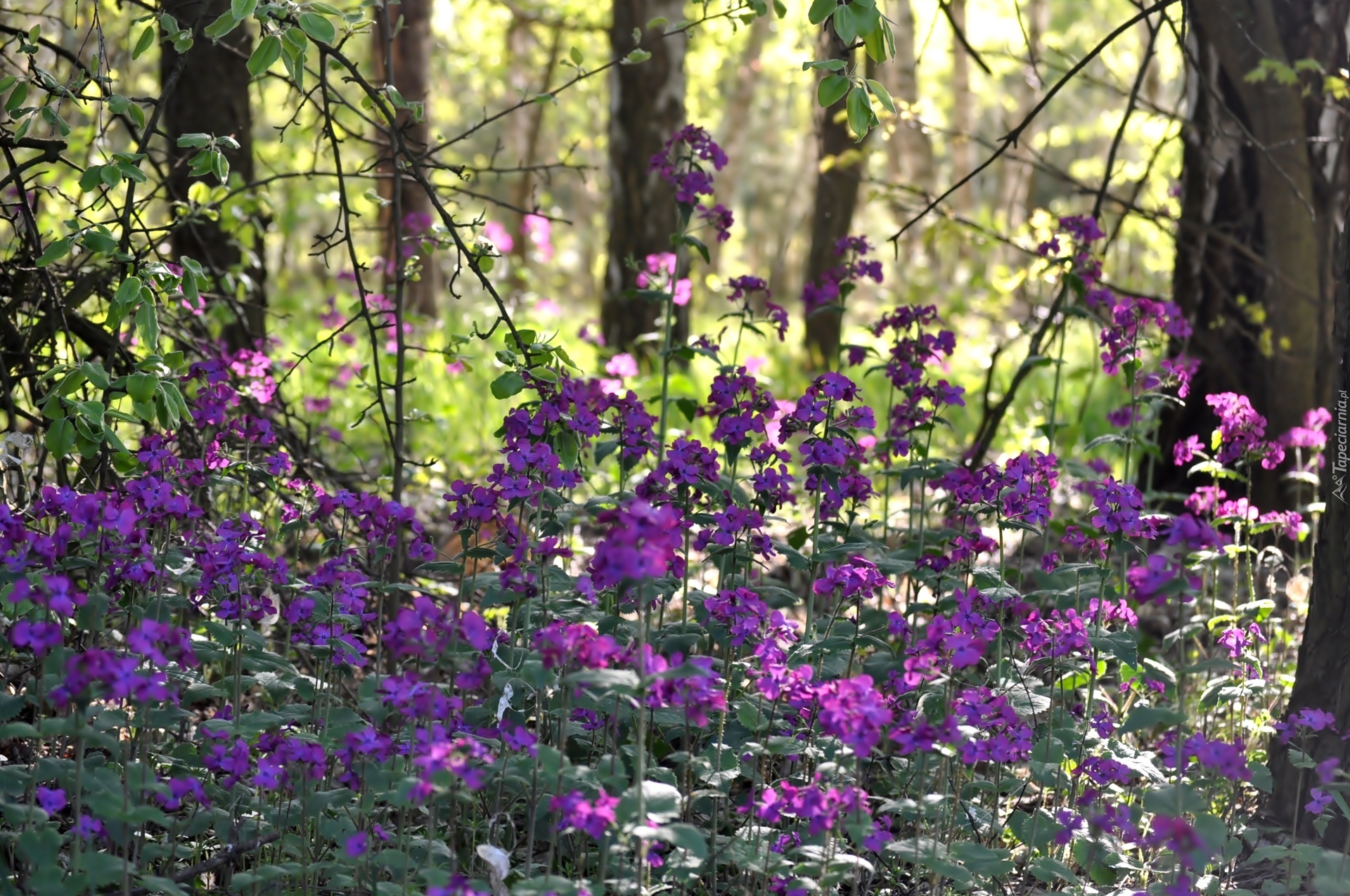 Las, Purpurowe, Leśne, Kwiaty