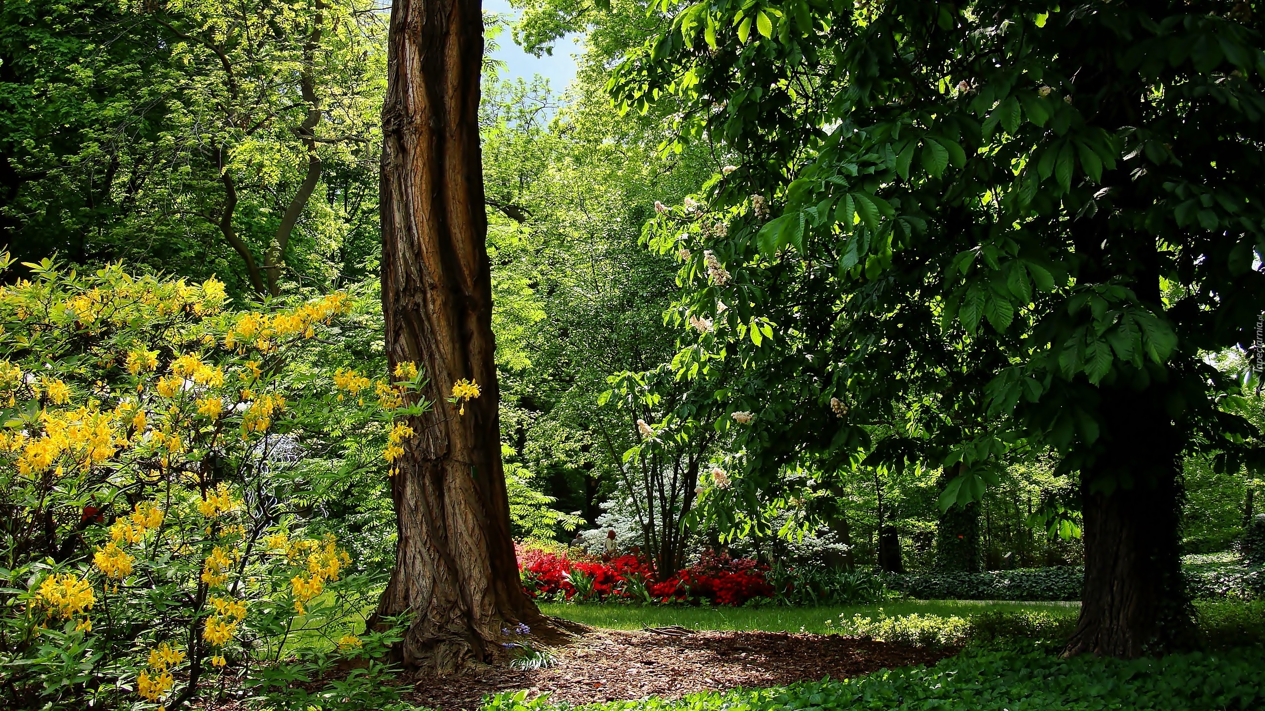 Wiosna, Park, Drzewa, Różanecznik