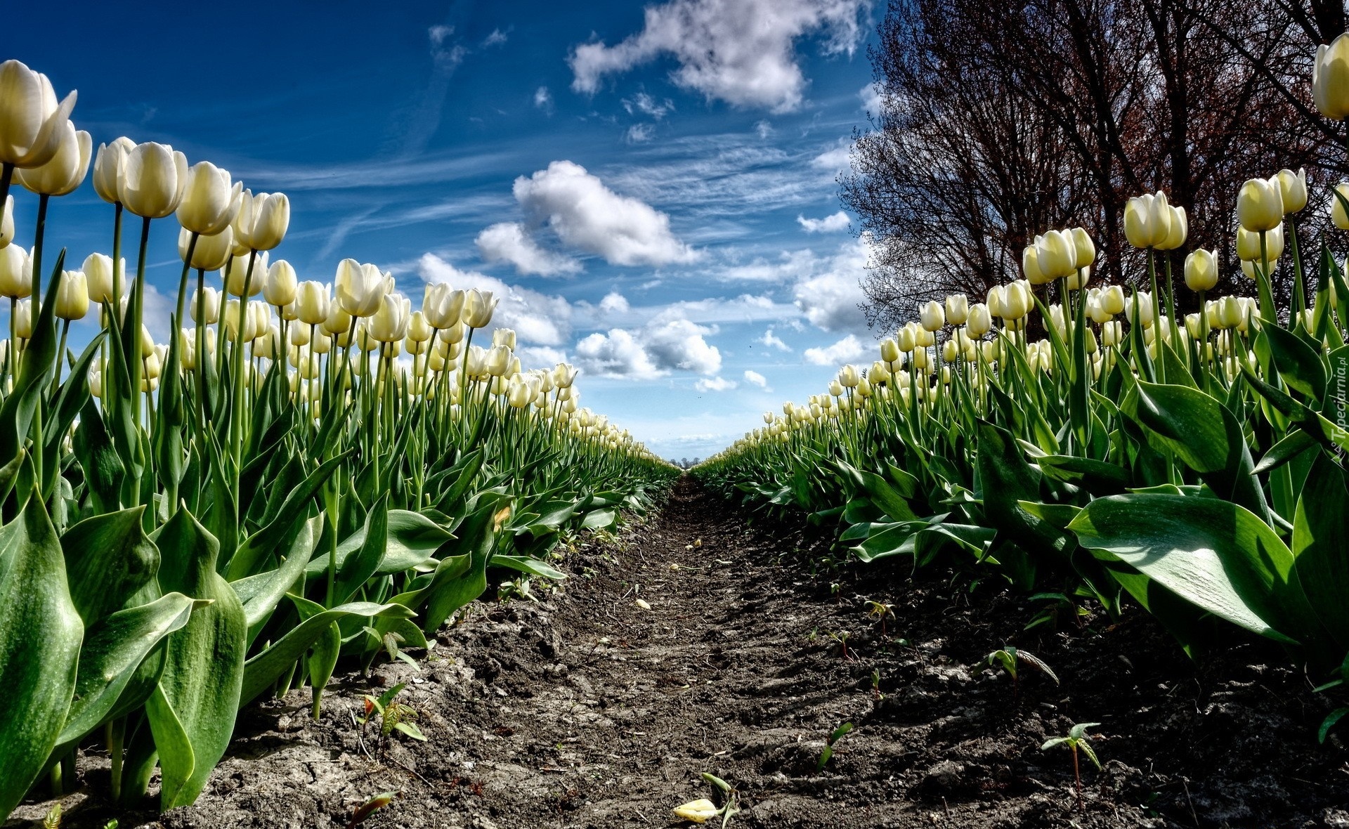 Białe, Tulipany, Plantacja, Drzewo