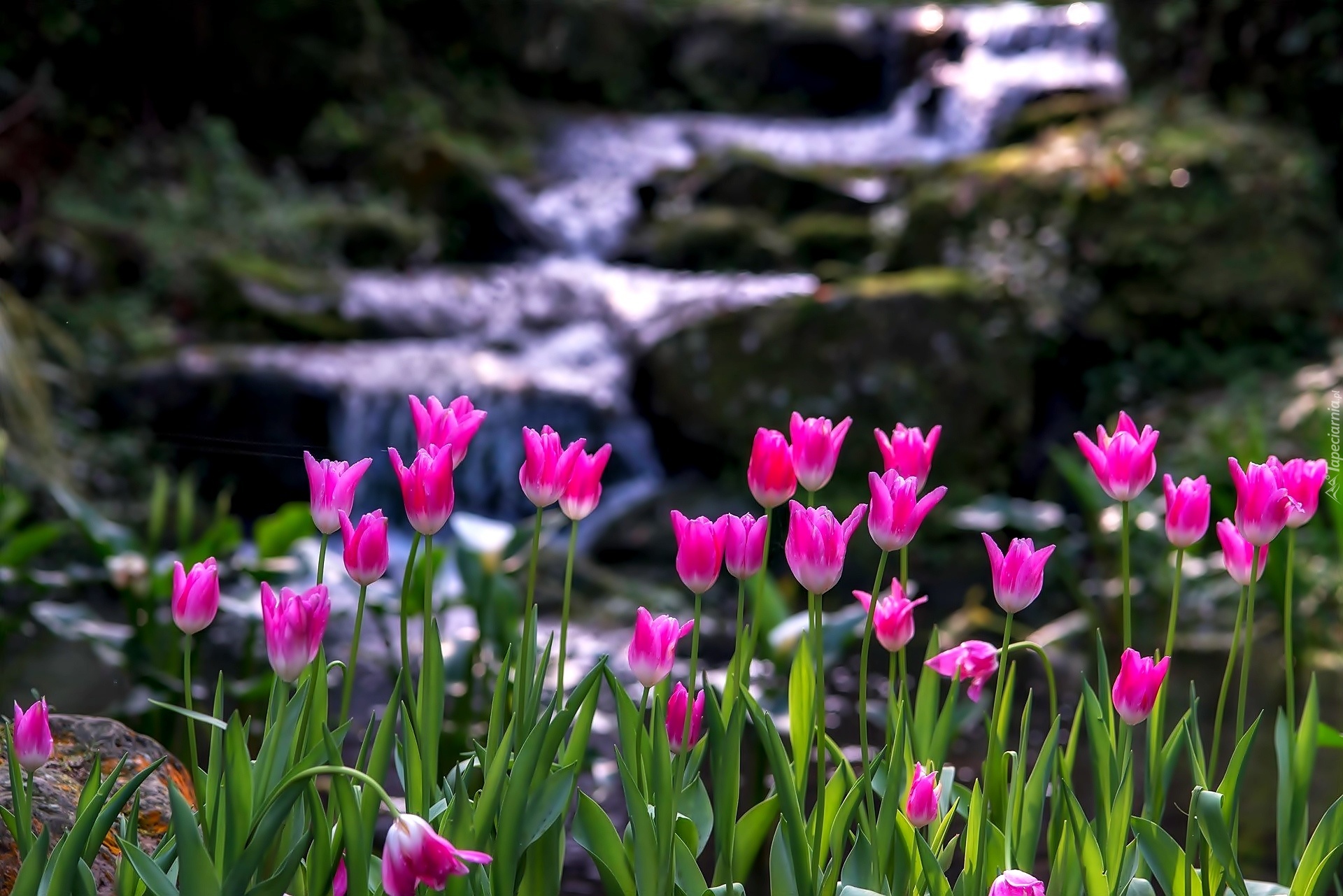 Różowe, Tulipany, Górska, Rzeka
