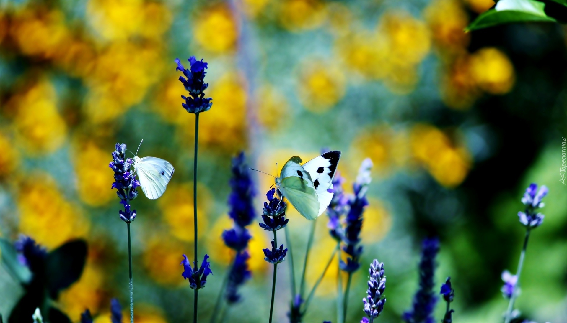 Niebieskie, Kwiaty, Białe, Motyle, Blask
