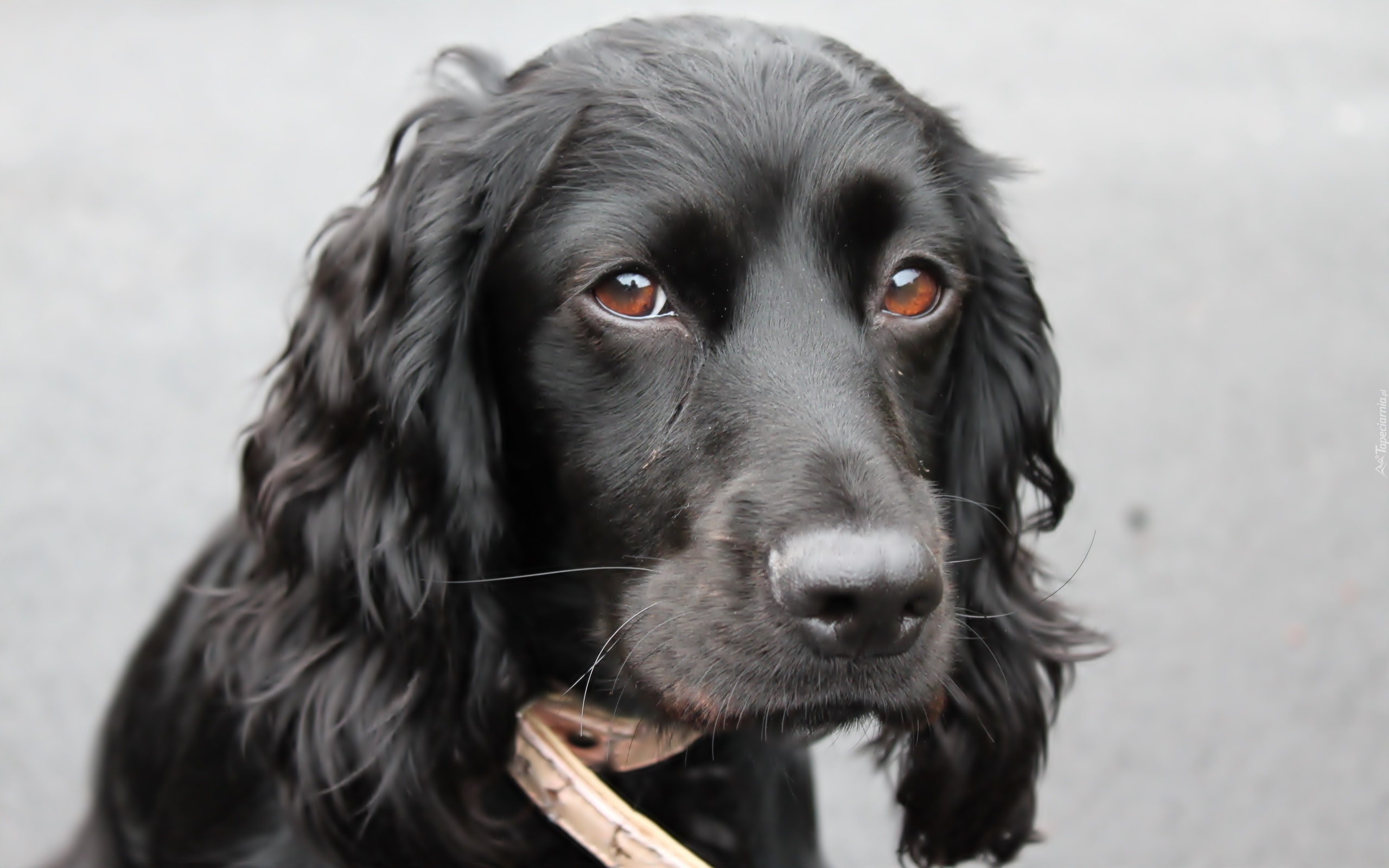 Czarny, Piesek, Smutna, Mordka, Cocker spaniel