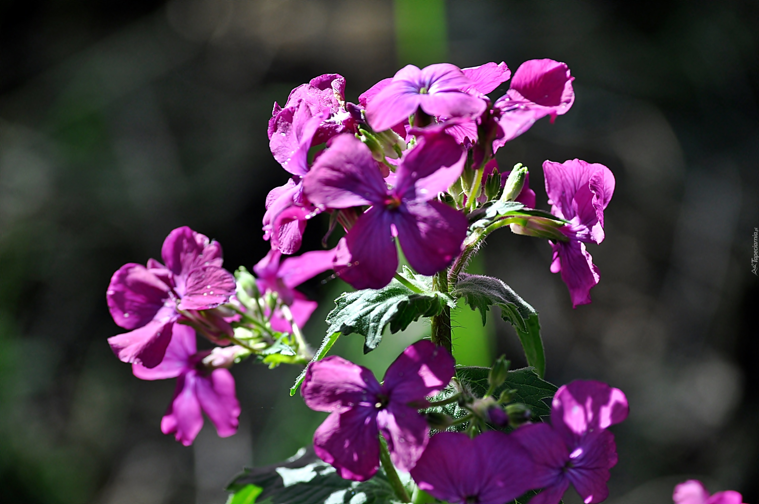 Purpurowe, Leśne, Kwiaty, Lunaria