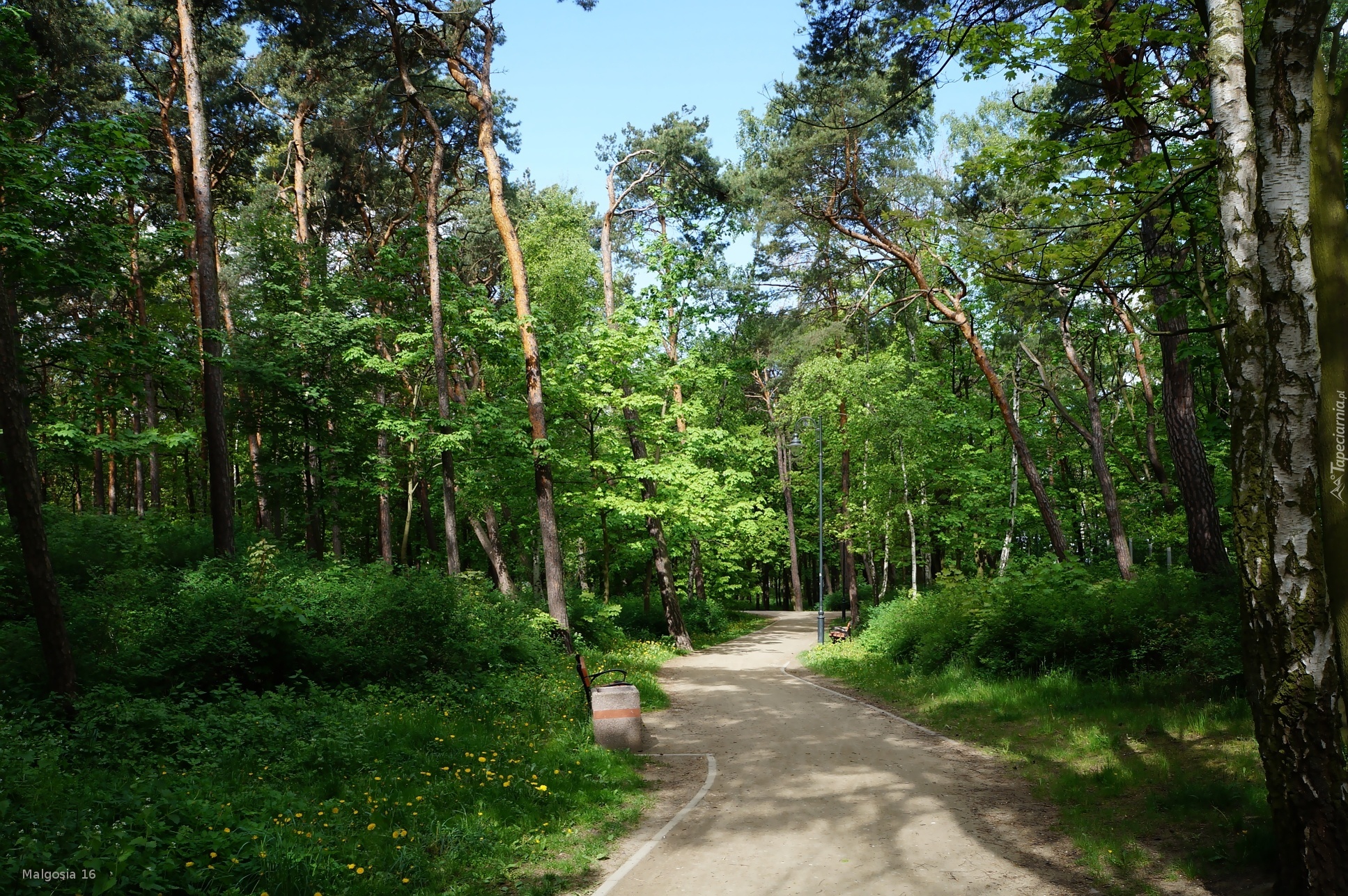 Park, Ścieżka, Drzewa, Zieleń