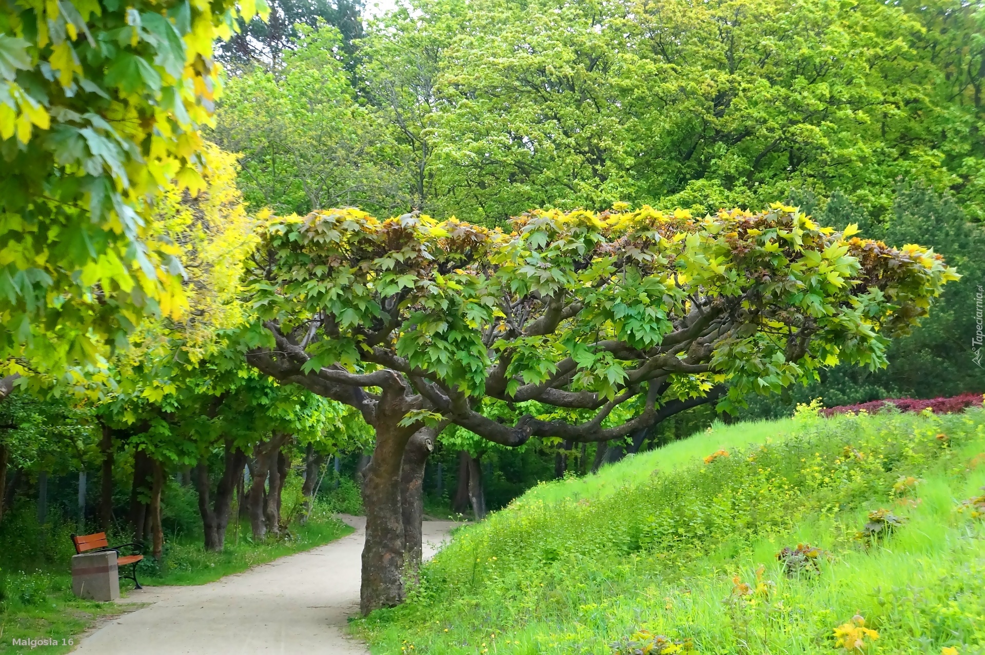 Park, Ścieżka, Drzewa, Zieleń