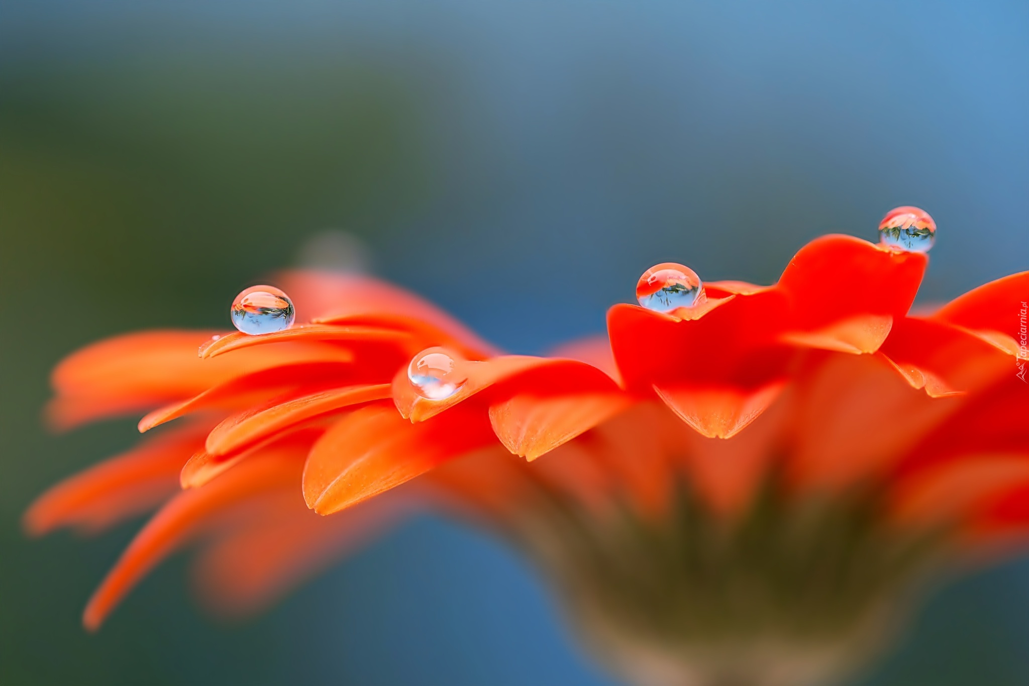 Gerbera, Krople, Wody, Makro