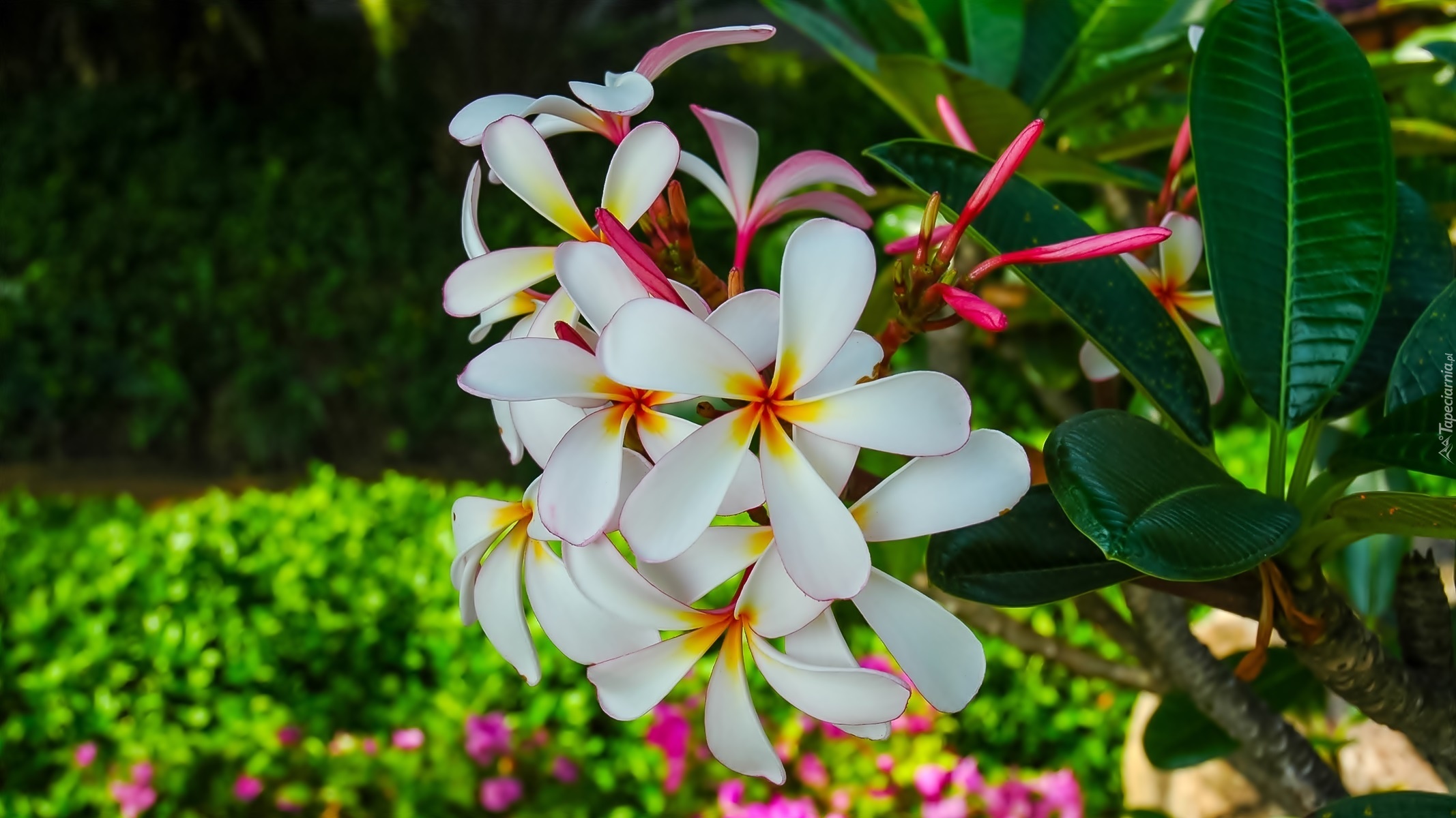 Kwiat, Plumeria, Liście