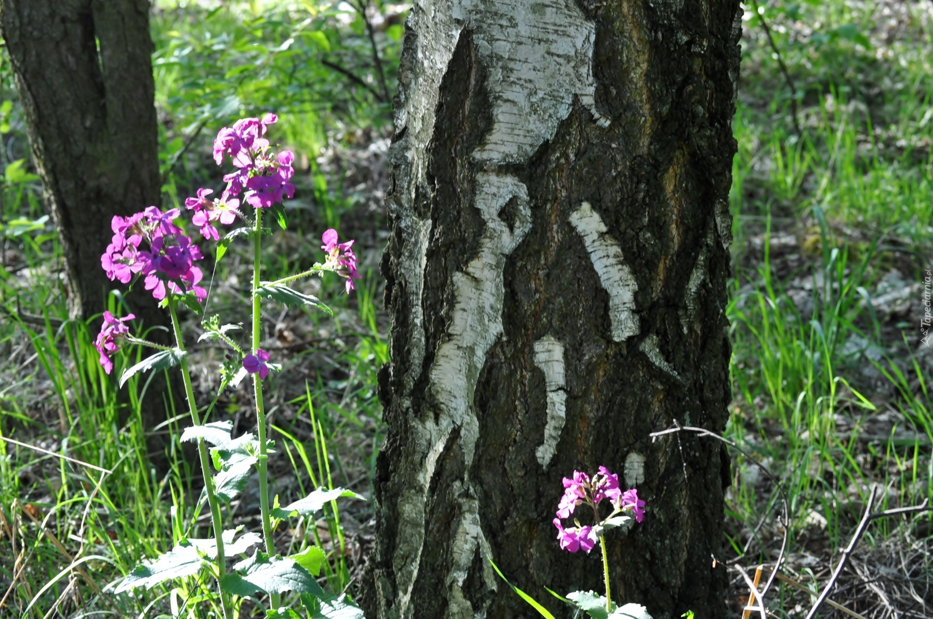 Purpurowe, Leśne, Kwiaty, Pień, Drzewa, Lunaria