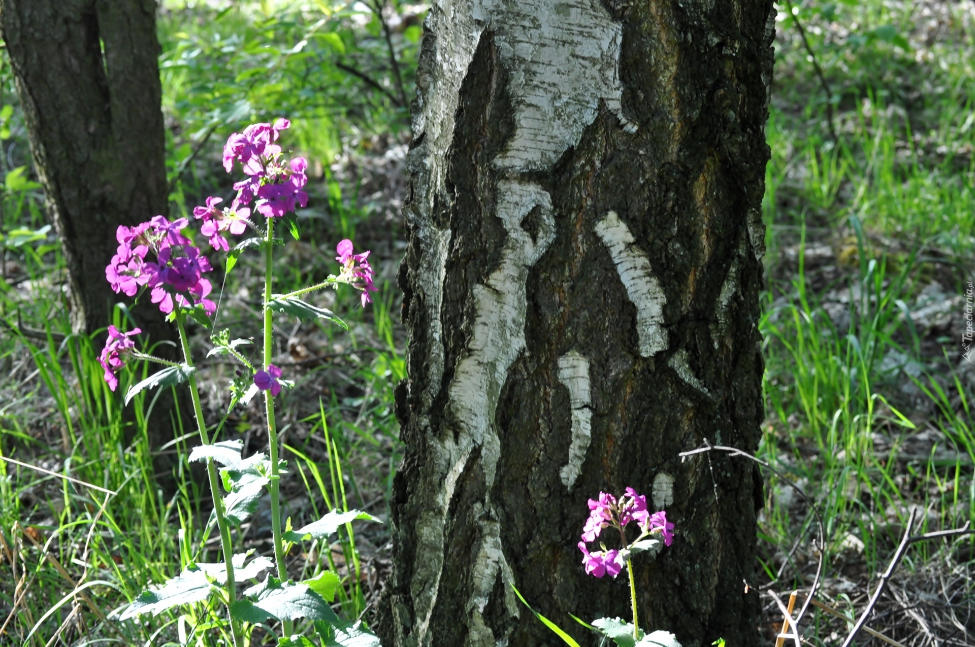 Purpurowe, Leśne, Kwiaty, Pień, Drzewa, Lunaria