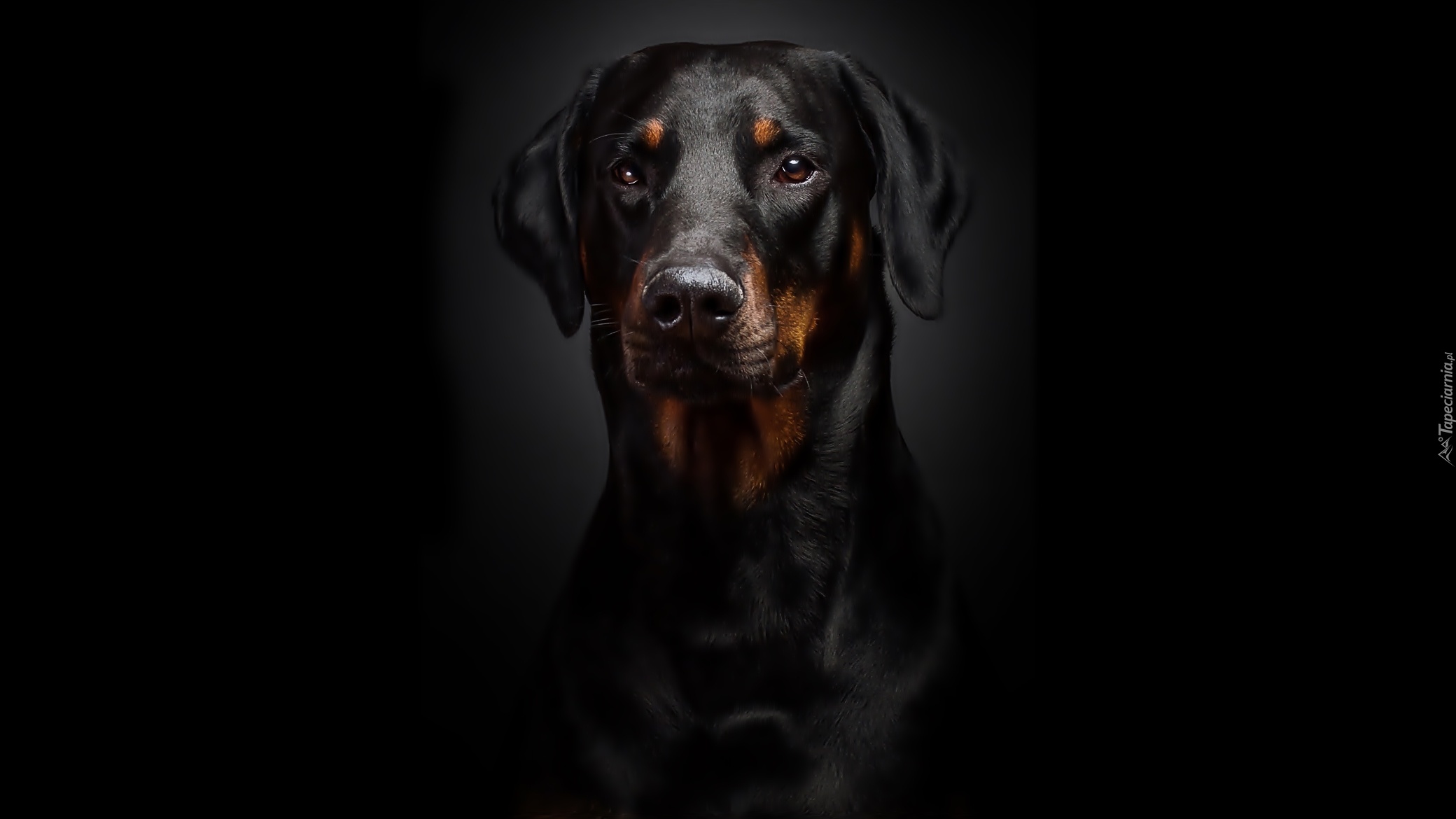 Doberman, Portret, Czarne, Tło