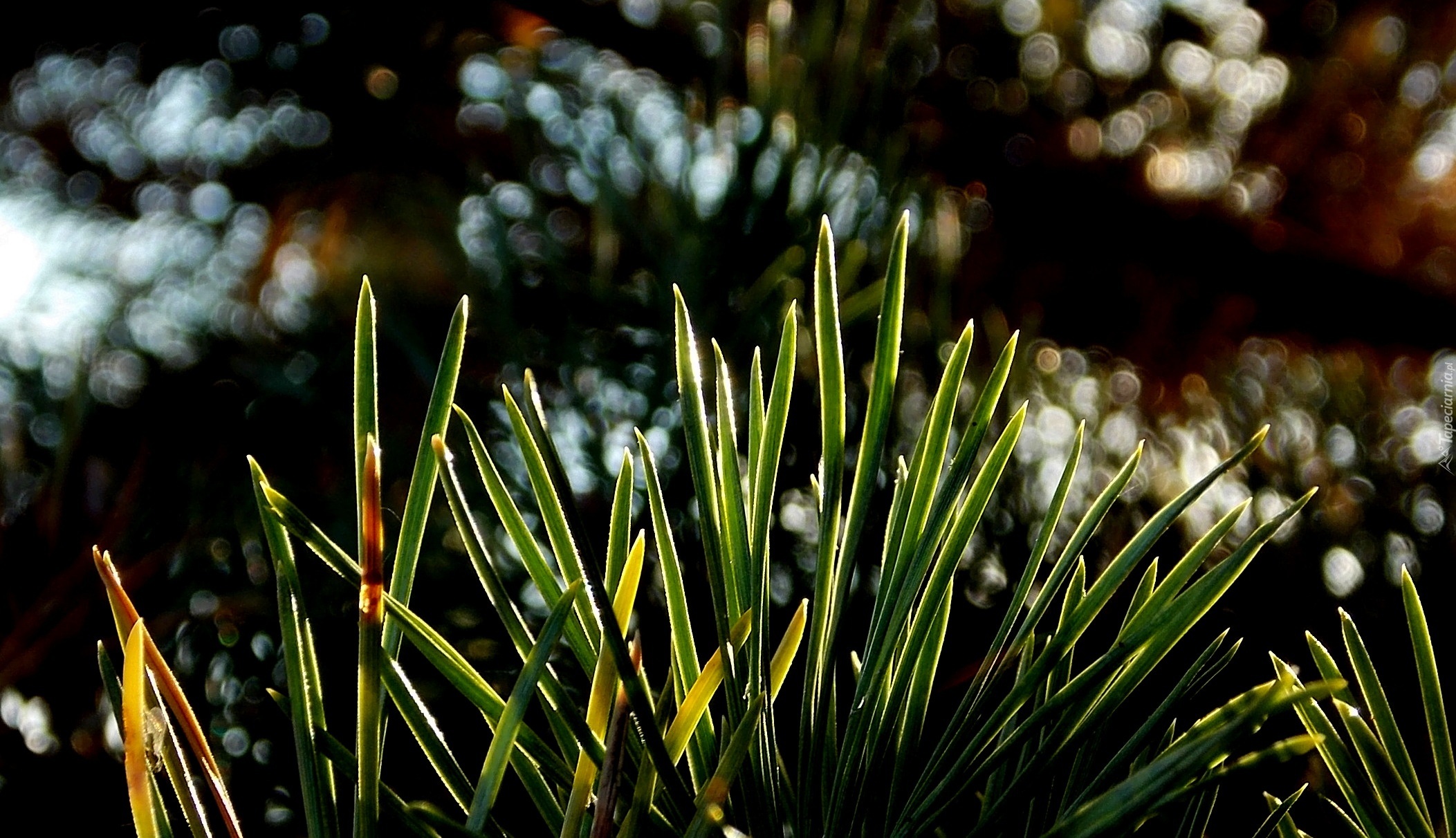 Bokeh, Natura, Rośliny