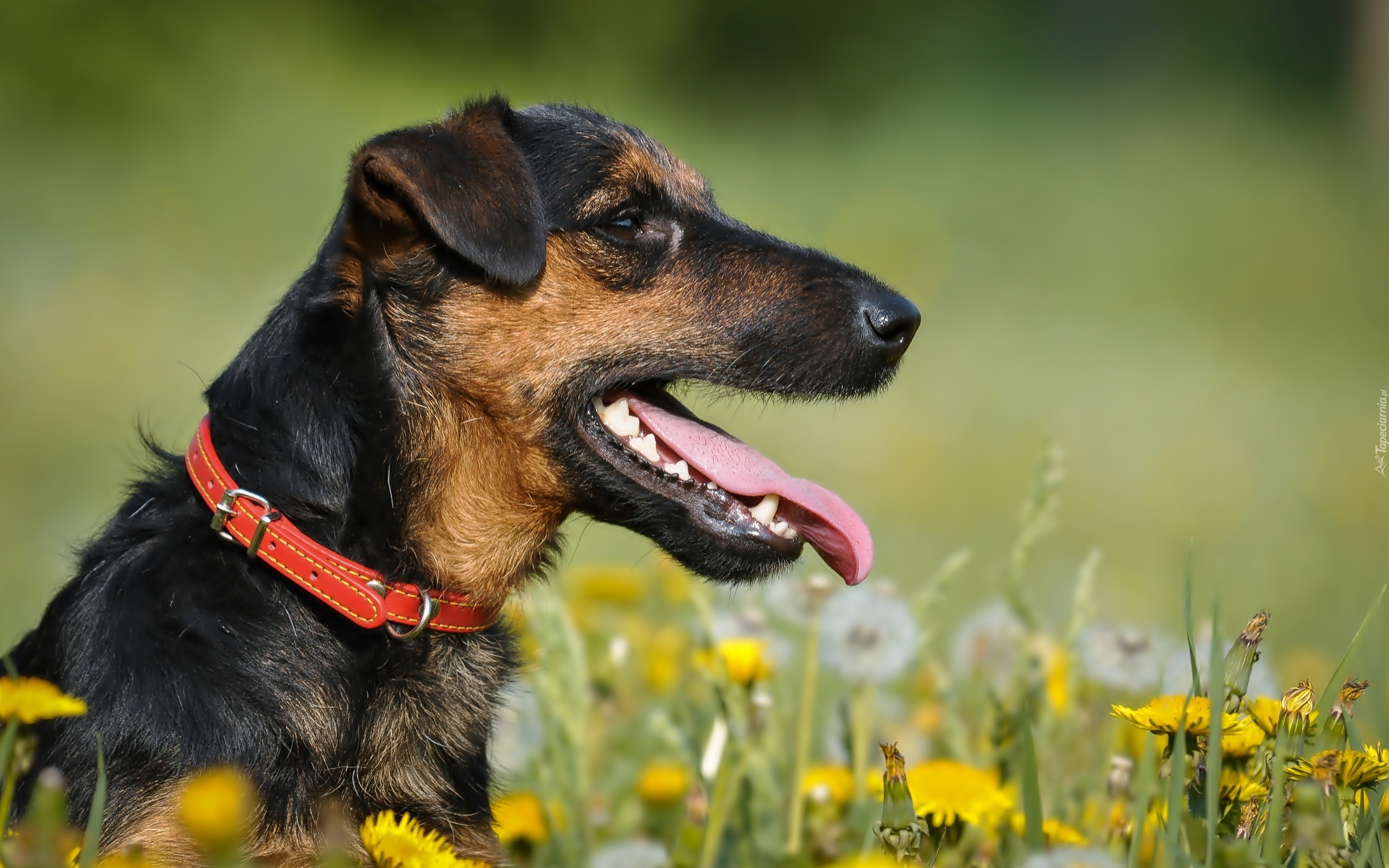 Terrier, Obroża, Język, Łąka